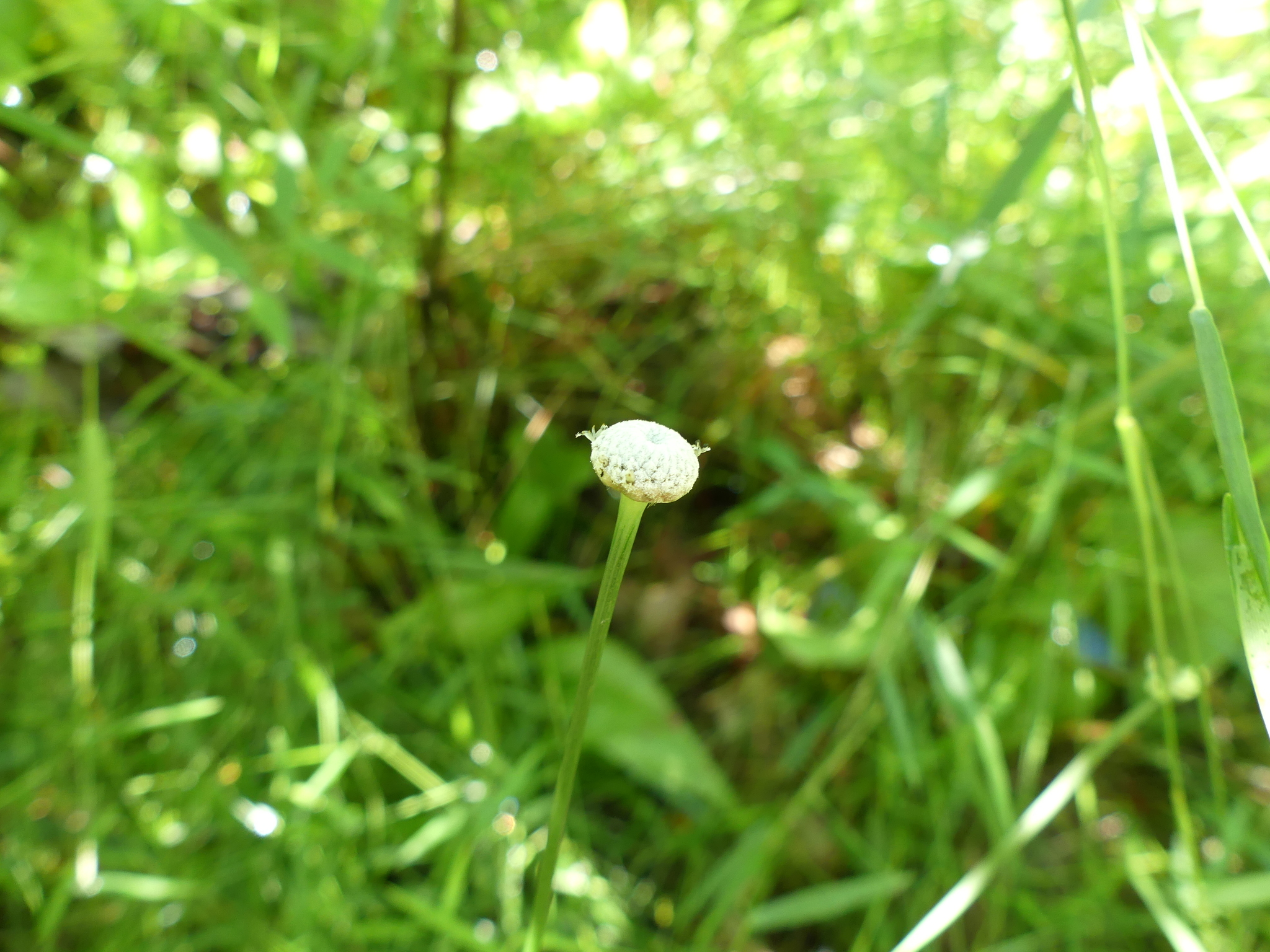 Pipeworts in Prince George's Co. (Date obscured). (c) botanygirl, some rights reserved (<a rel='license' href='http://creativecommons.org/licenses/by/4.0/'>CC BY</a>)