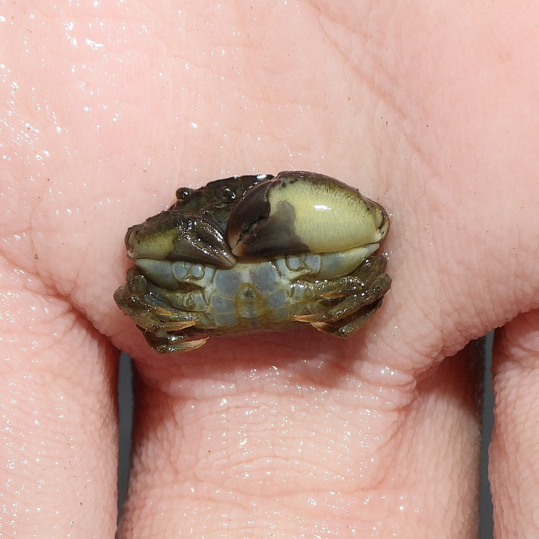 Maryland Biodiversity - View Thumbnails - Category: Crabs - Flat