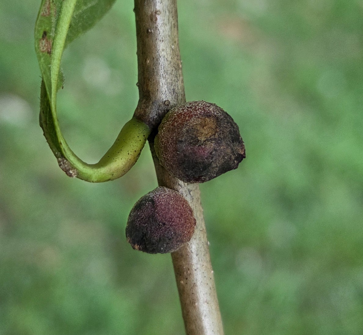 Oak Rough Bulletgall Wasp in Baltimore Co. (9/22/2025). (c) Matthew Beziat, some rights reserved (CC BY-NC)
