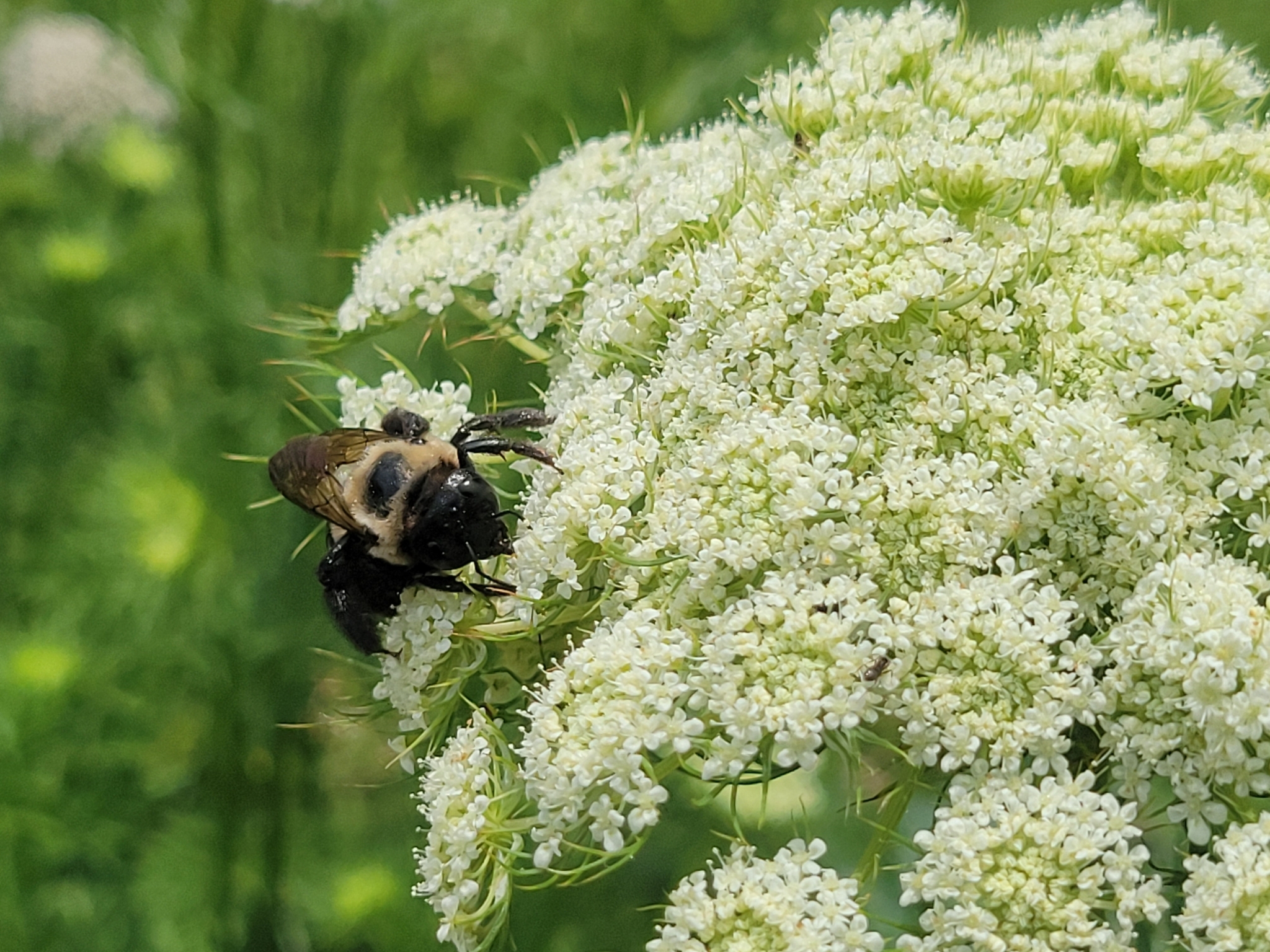 Northern Bees Record #1482143 Details - Maryland Biodiversity Project