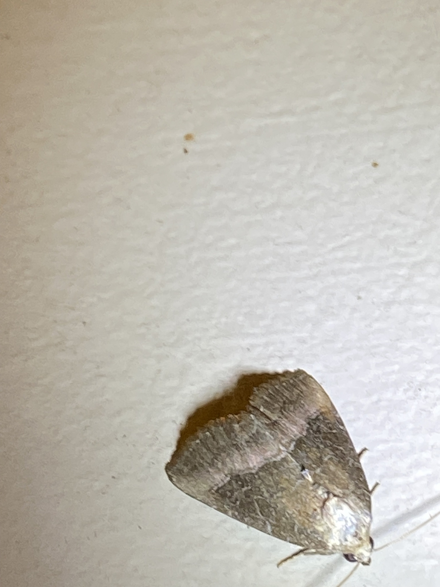 Common Pinkband Moth in Montgomery Co. (9/26/2025). (c) David Epshteyn, all rights reserved