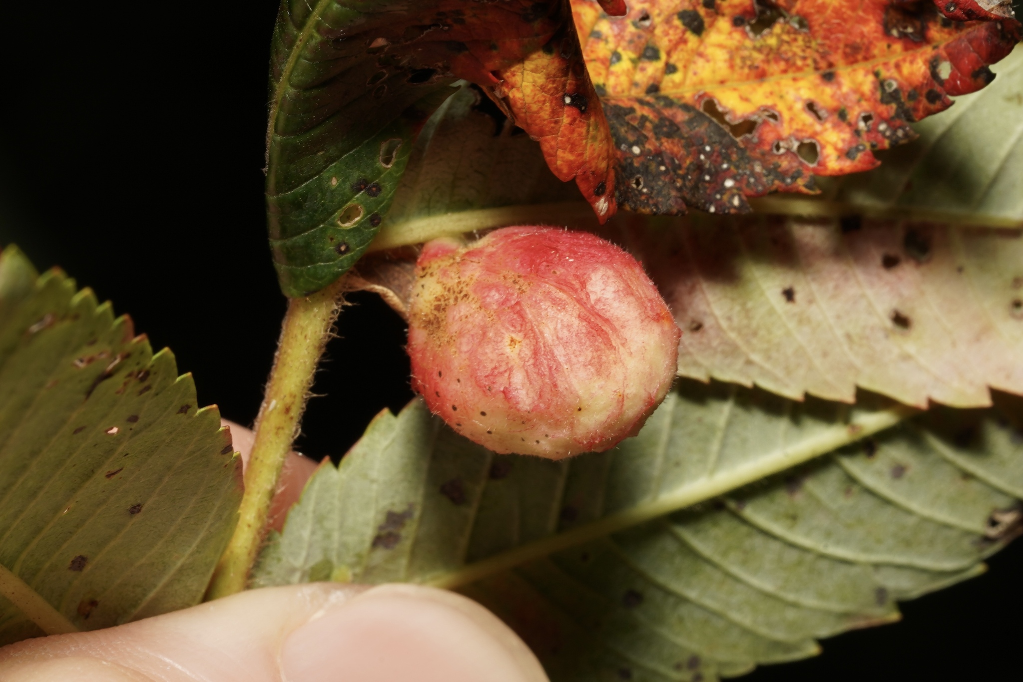 Sumac Gall Aphid in Garrett Co., Maryland (Date obscured). (c) Kyle Klotz, all rights reserved