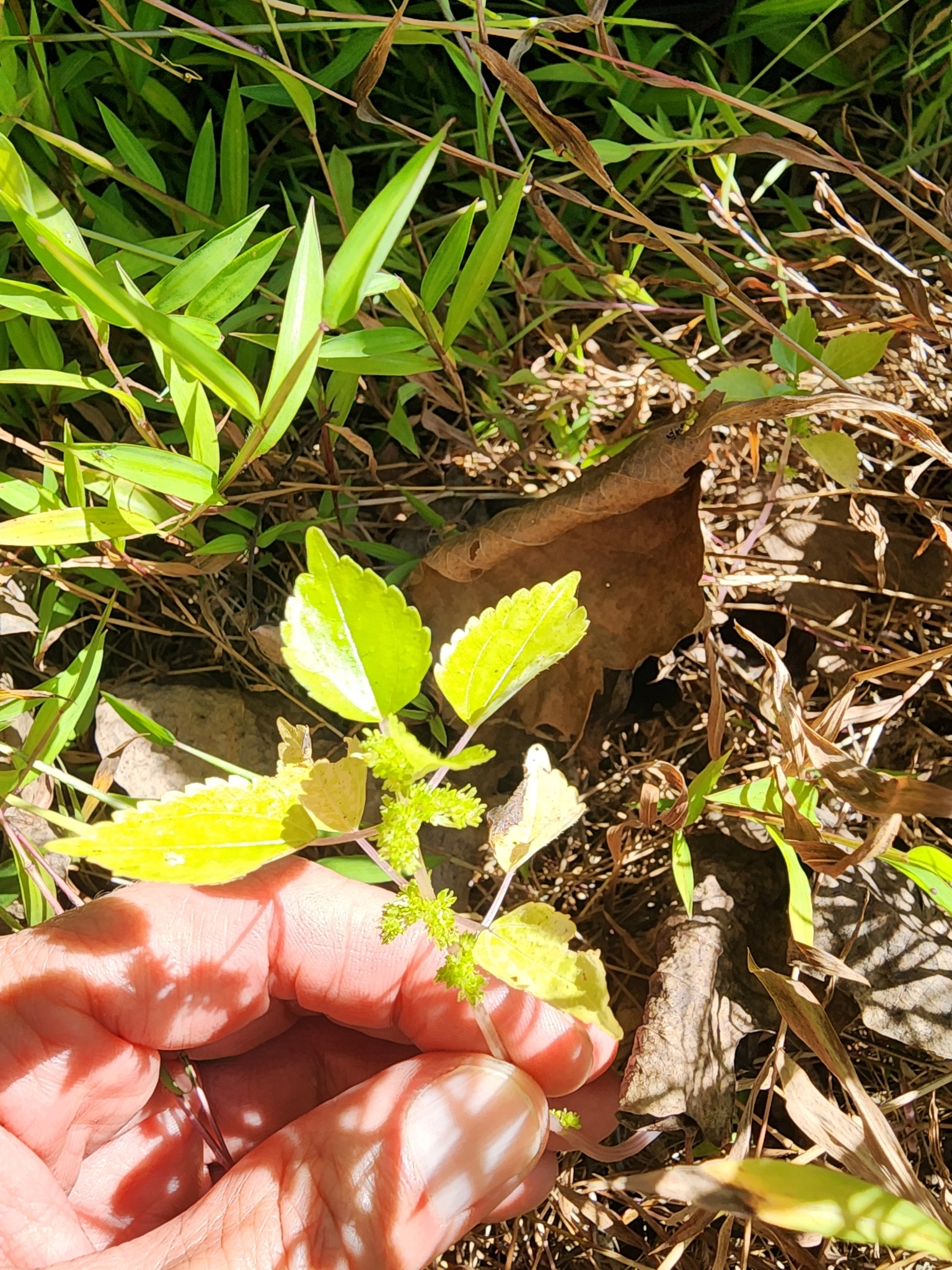 Canadian Clearweed in Charles Co., Maryland (10/3/2023). (c) Bill LaBarre, some rights reserved (CC BY-NC)