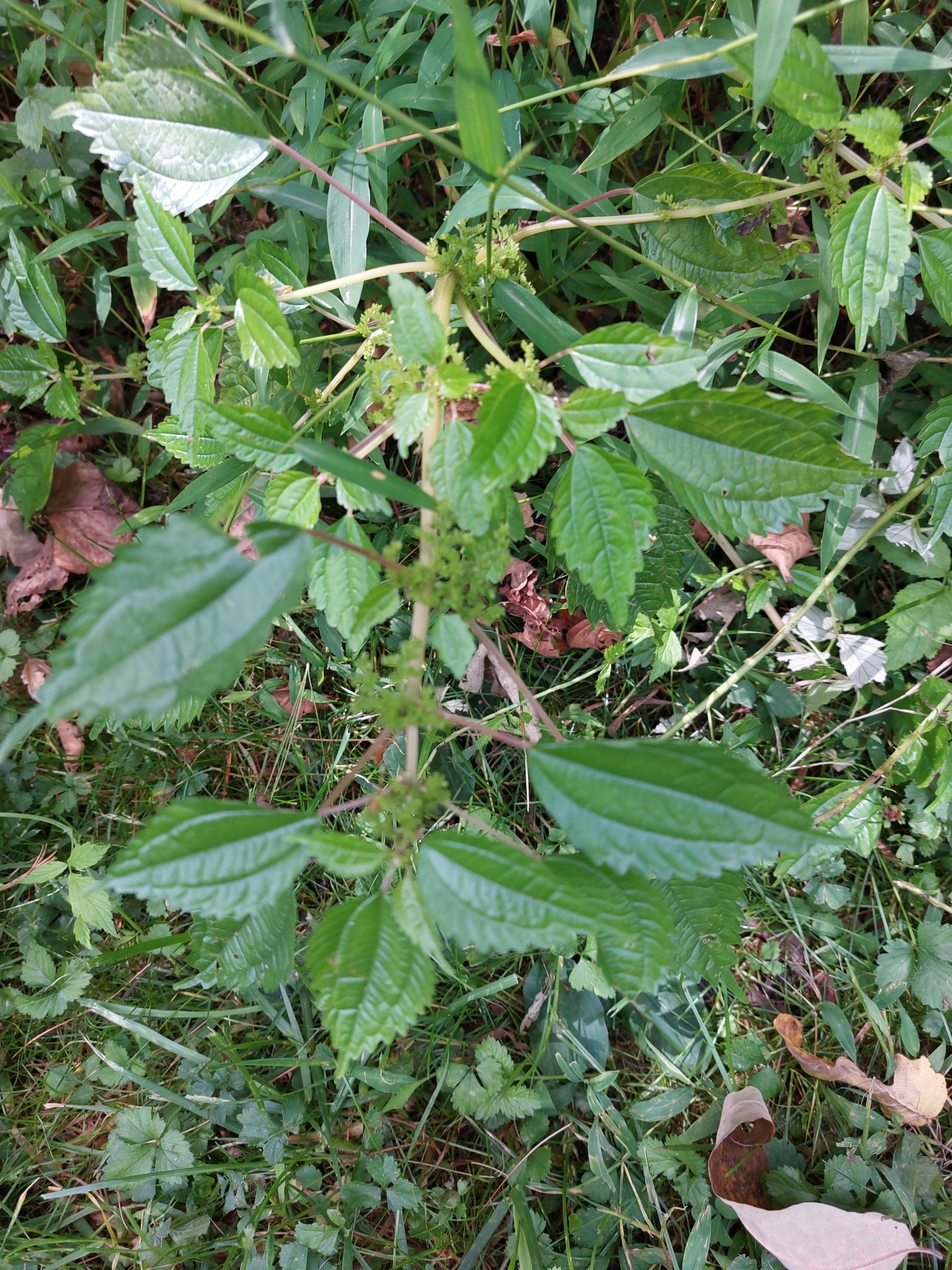 Canadian Clearweed in Allegany Co., Maryland (9/10/2024). (c) Carolyn Mathews, all rights reserved