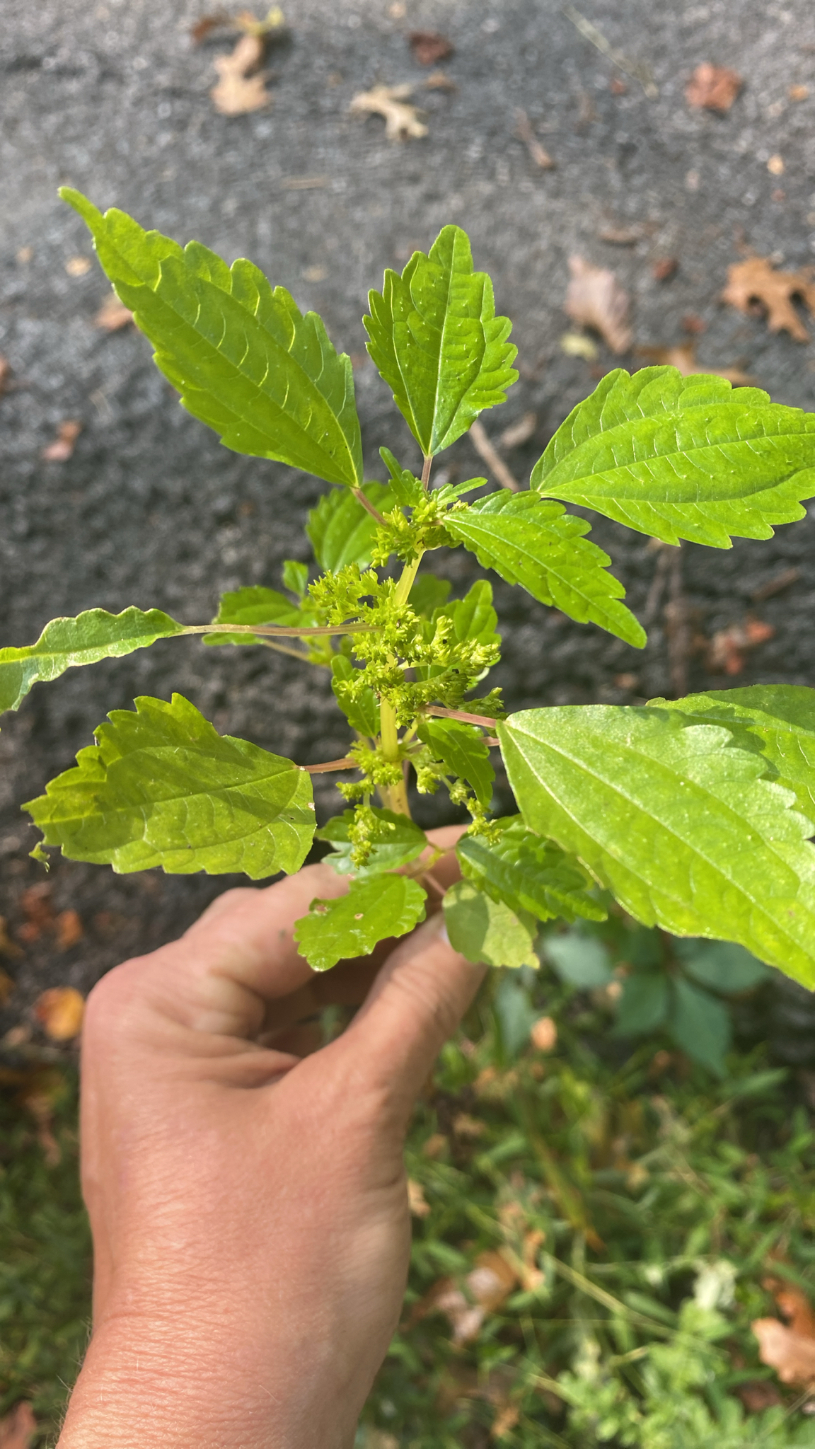 Canadian Clearweed in Frederick Co., Maryland (9/20/2025). (c) Arembold, some rights reserved (CC BY-NC)