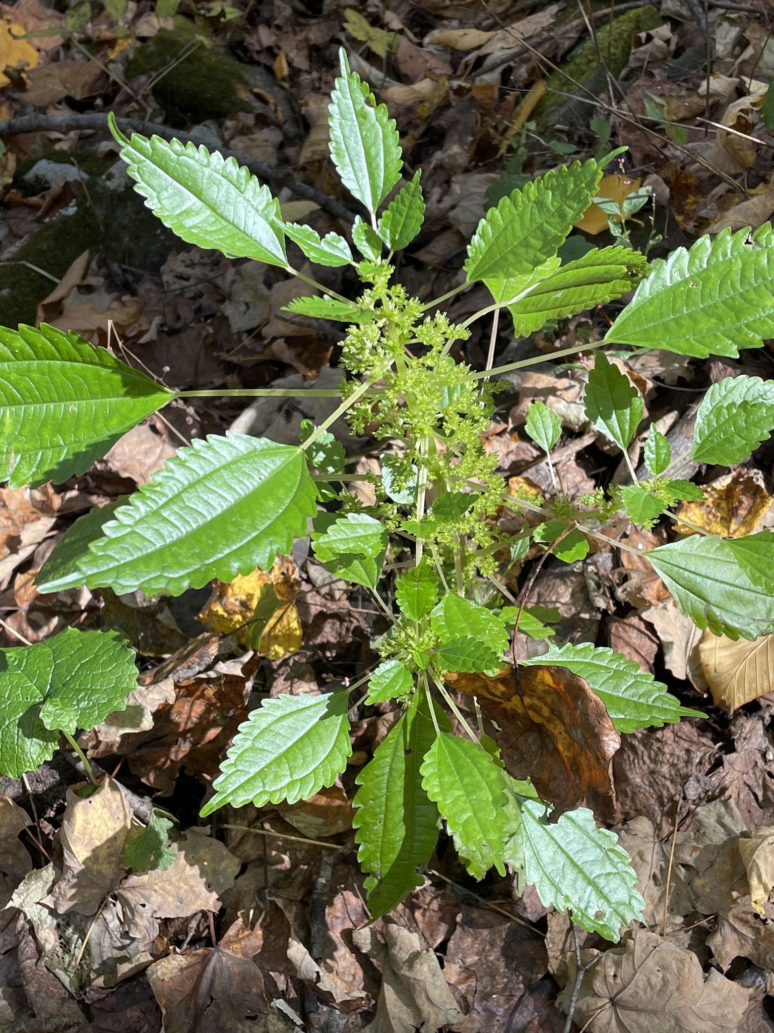 Canadian Clearweed in Frederick Co., Maryland (10/15/2022). (c) Robin Sleeman, some rights reserved (CC BY-NC)