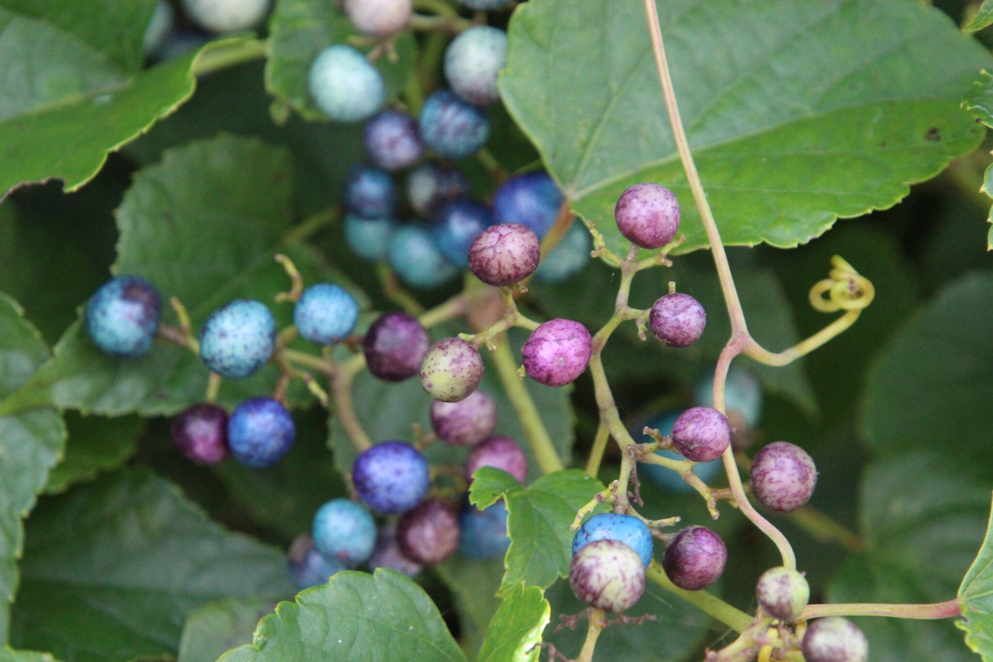 Porcelain Berry in Talbot Co., Maryland (9/26/2025). (c) mikeholthaus, some rights reserved (CC BY-NC)