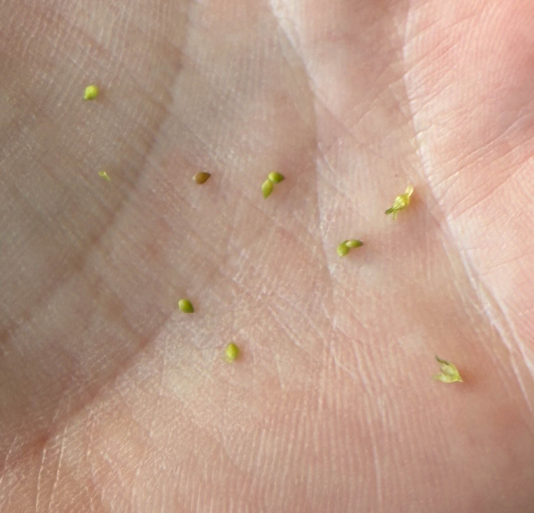 Achenes of Canadian Clearweed in Howard Co., Maryland (Date obscured). (c) johnbotany, all rights reserved