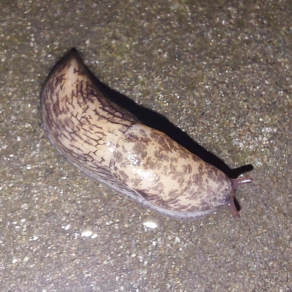 Milky Slug in Baltimore City, Maryland (10/8/2025). (c) Matt Heartwood, all rights reserved