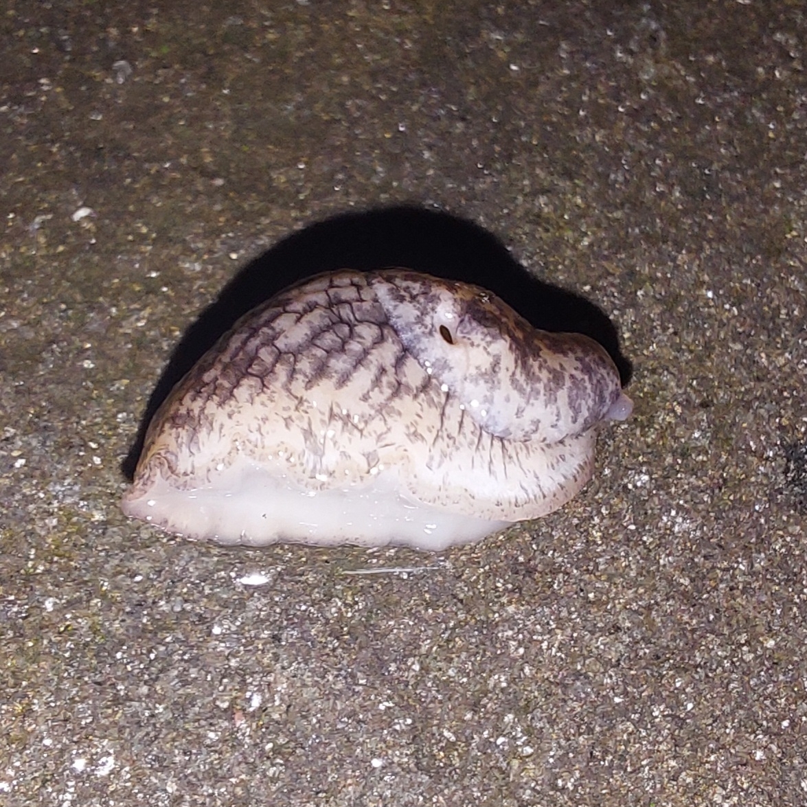 Milky Slug in Baltimore City, Maryland (10/8/2025). (c) Matt Heartwood, all rights reserved