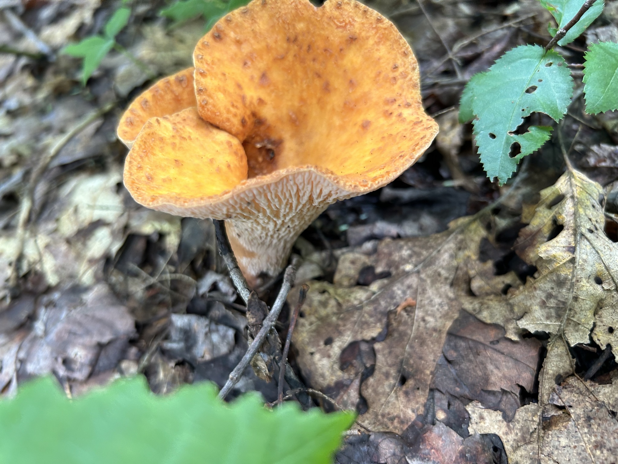 Scaly Chanterelle in Garrett Co., Maryland (Date obscured). (c) Alexander Travia, some rights reserved (CC BY-NC)