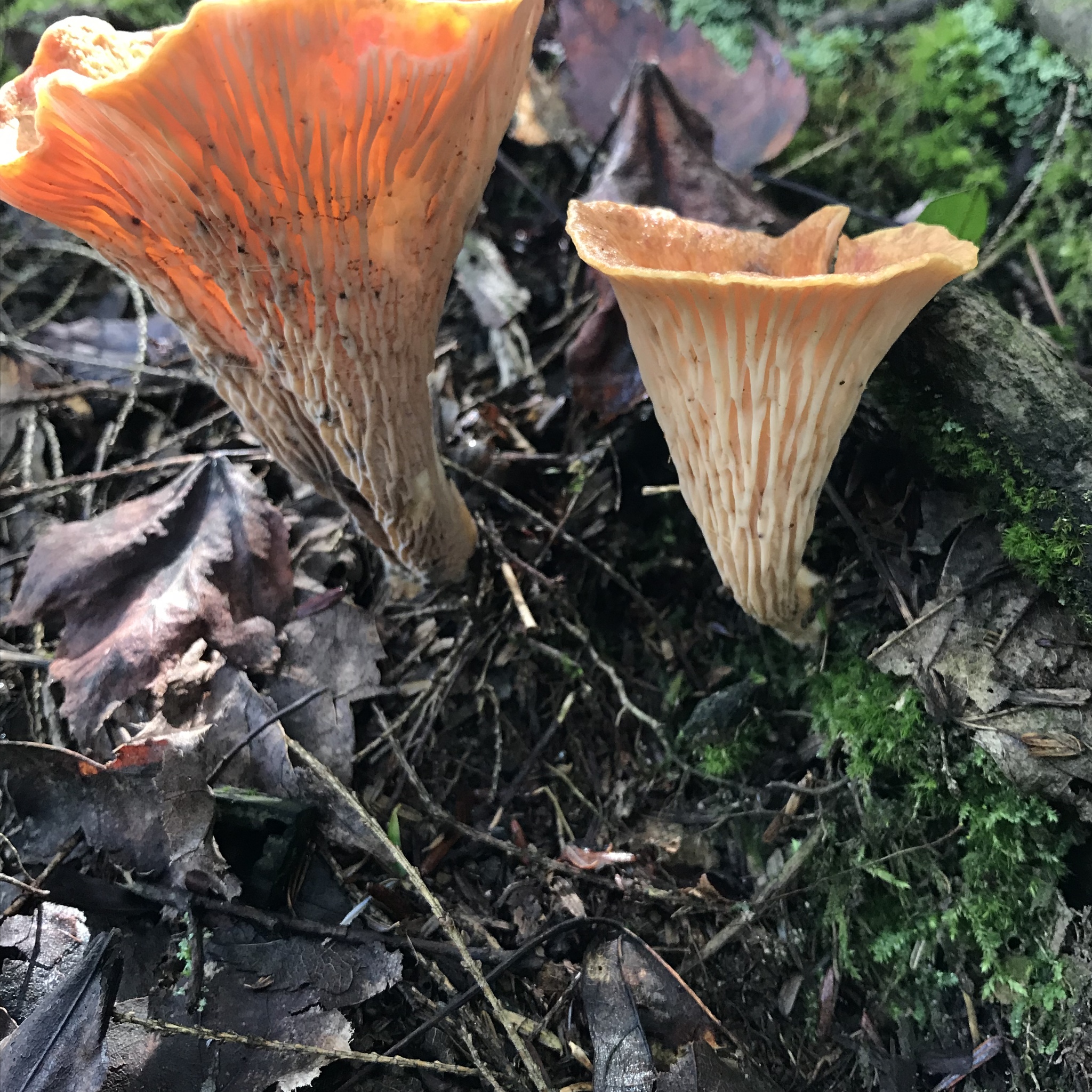 Scaly Chanterelle in Garrett Co., Maryland (9/2/2018). (c) karoraw1, some rights reserved (CC BY-NC)