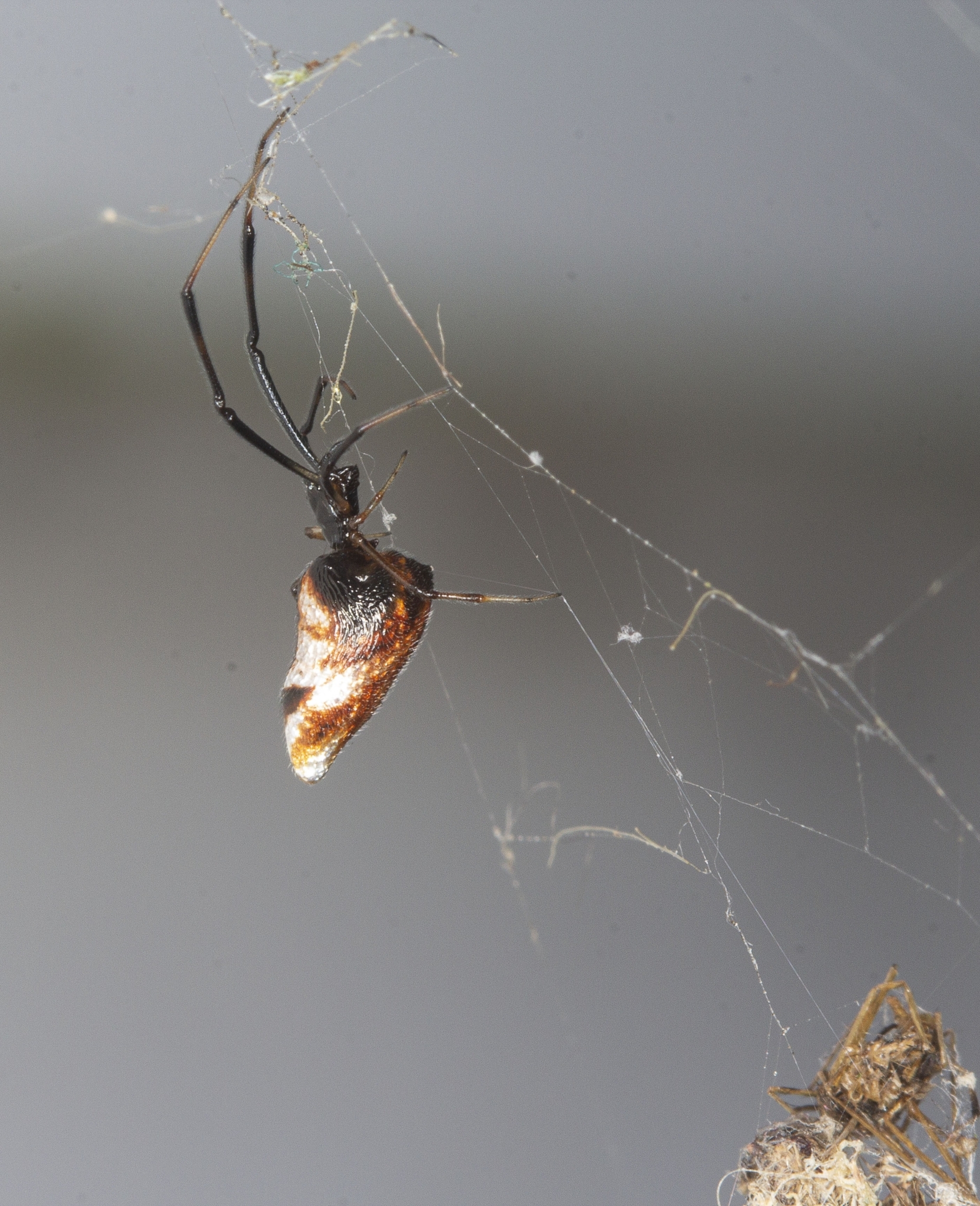 <em>Argyrodes elevatus</em> in Cecil Co., Maryland (10/30/2022). (c) Shannon Schade, all rights reserved