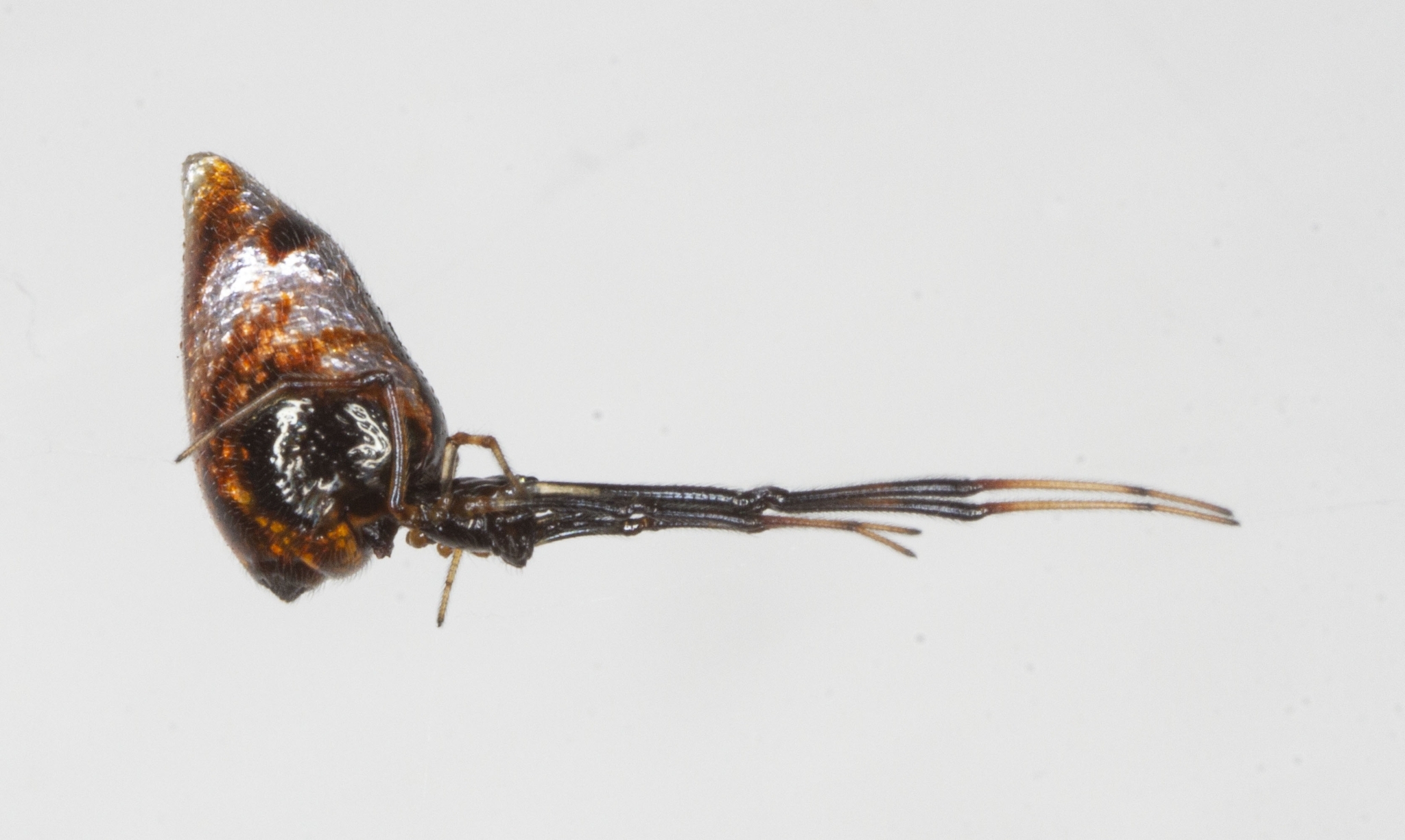 <em>Argyrodes elevatus</em> in Cecil Co., Maryland (10/30/2022). (c) Shannon Schade, all rights reserved