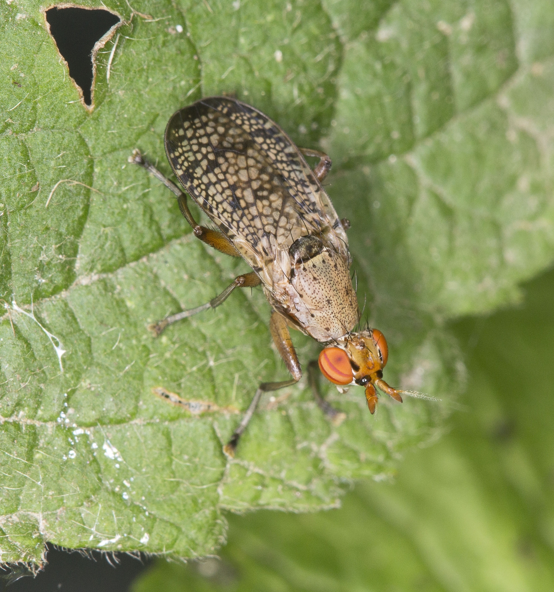 <em>Euthycera flavescens</em> in Cecil Co., Maryland (6/12/2021). (c) Shannon Schade, all rights reserved