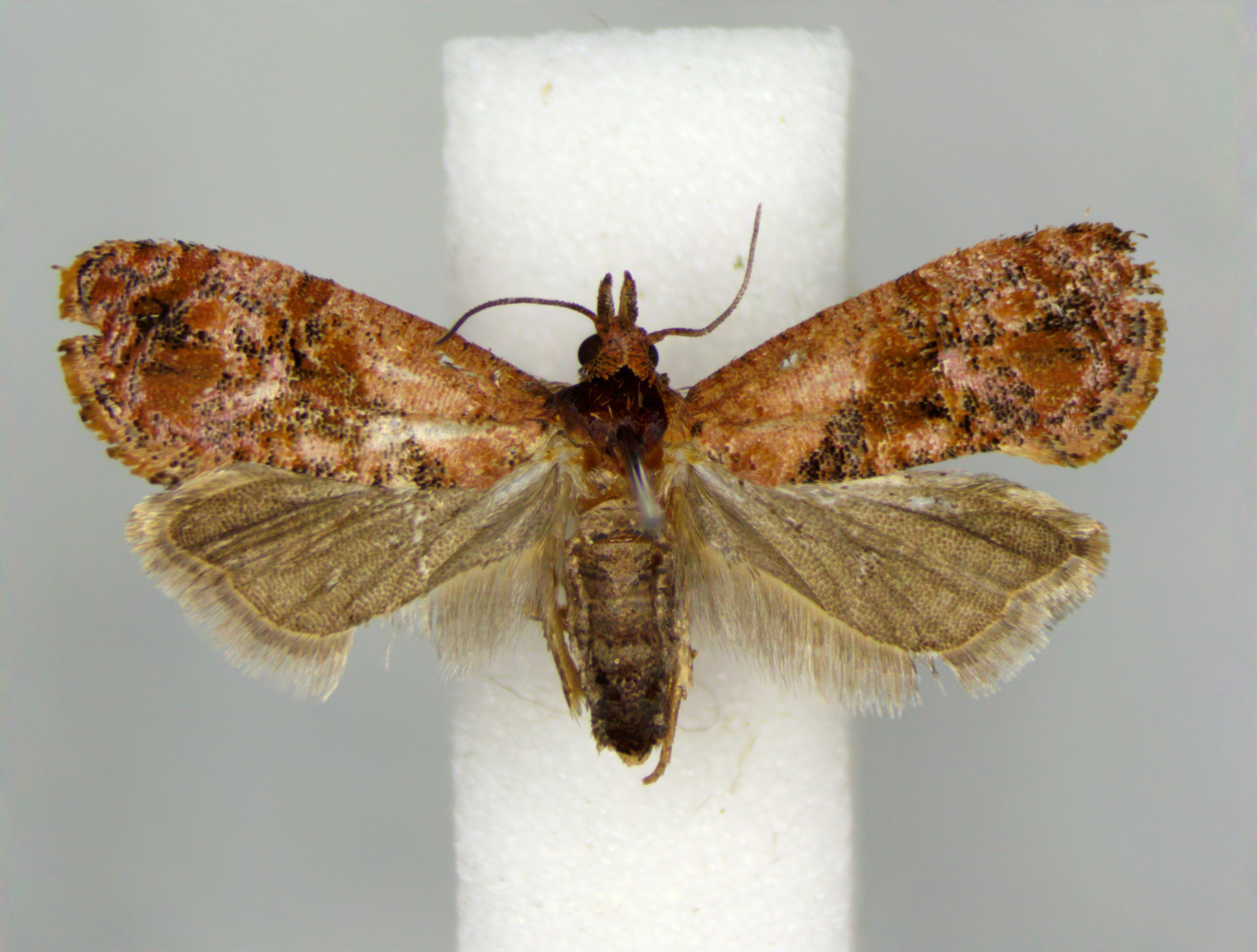 Pink-mottled Cochylichroa Moth in Howard Co., Maryland (Date obscured). (c) Timothy Reichard, all rights reserved