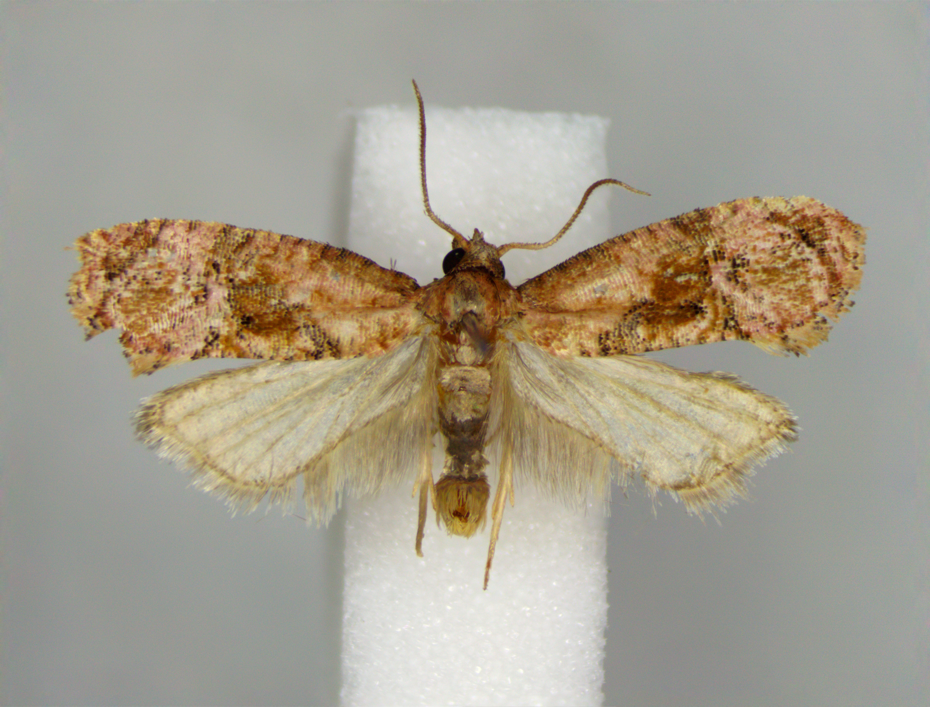 Pink-mottled Cochylichroa Moth in Howard Co., Maryland (Date obscured). (c) Timothy Reichard, all rights reserved