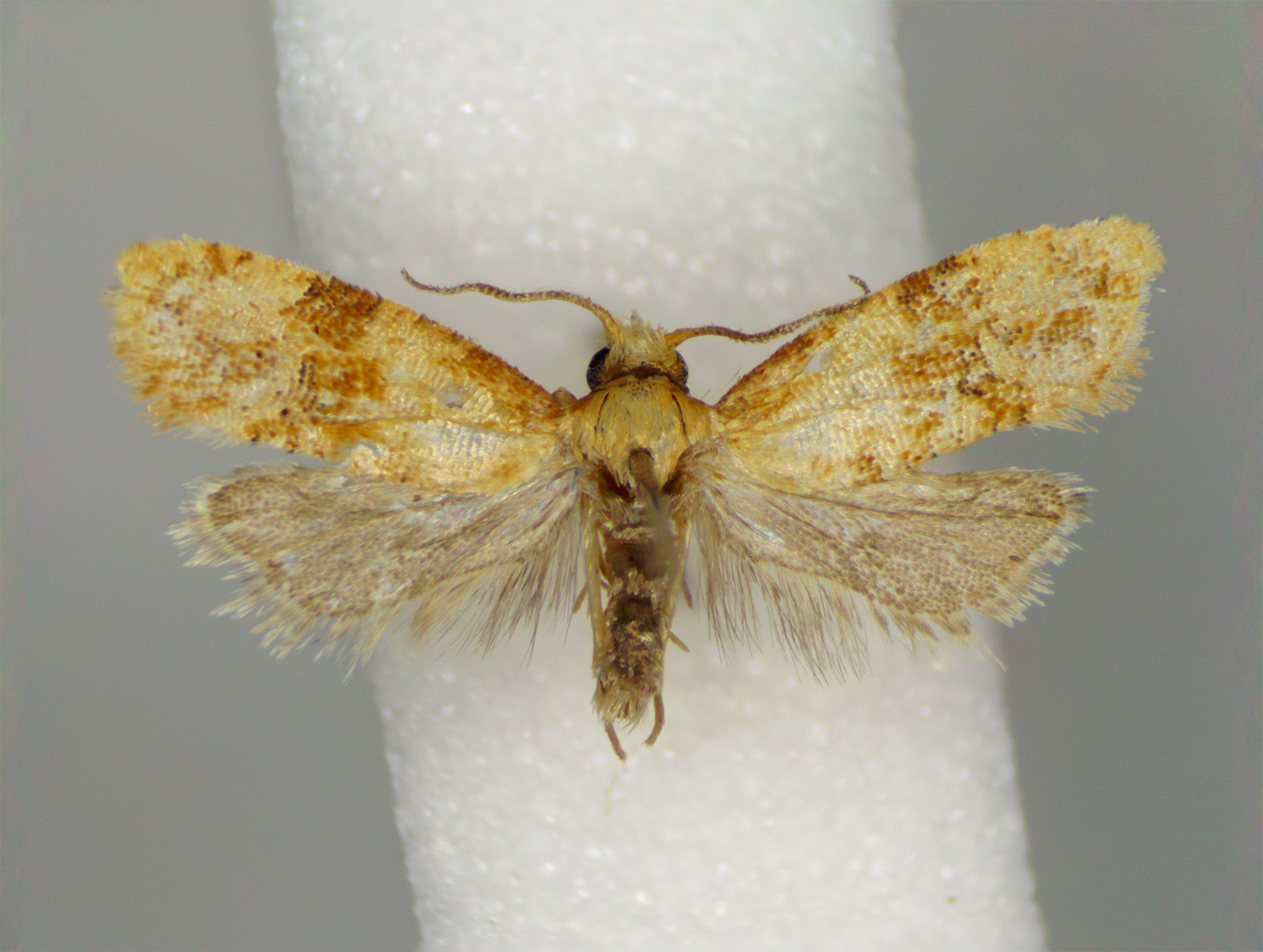 <em>Cochylichroa bucera</em> in Anne Arundel Co., Maryland (7/19/2025). (c) Timothy Reichard, all rights reserved