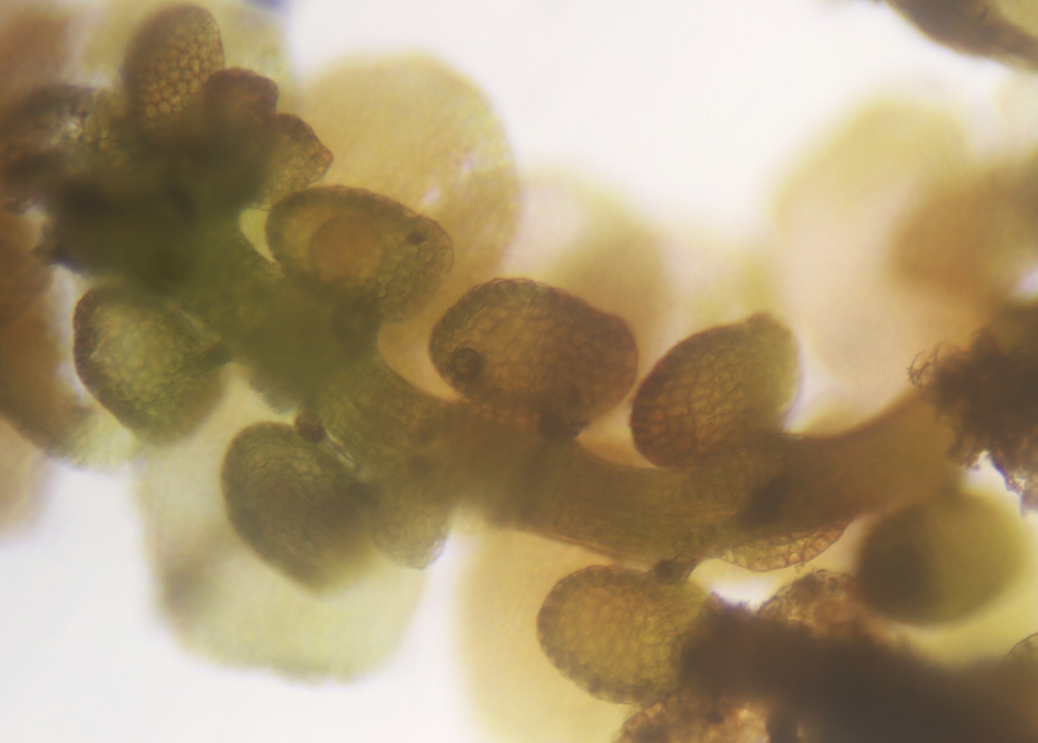 <em>Frullania donnellii</em> in Worcester Co., Maryland (11/7/2025). (c) Birder20714, some rights reserved (CC BY-NC)