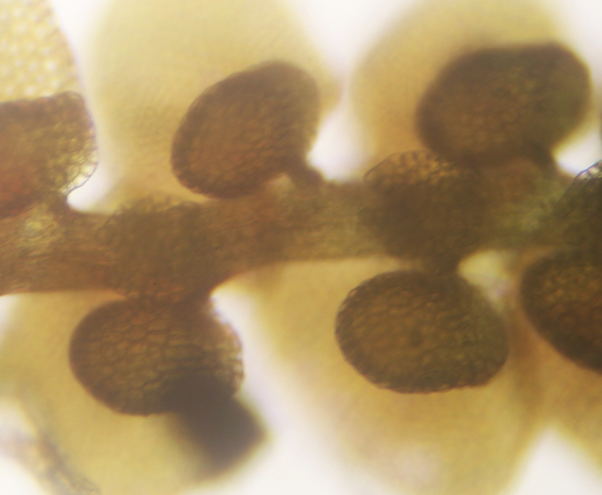 <em>Frullania donnellii</em> in Worcester Co., Maryland (11/7/2025). (c) Birder20714, some rights reserved (CC BY-NC)