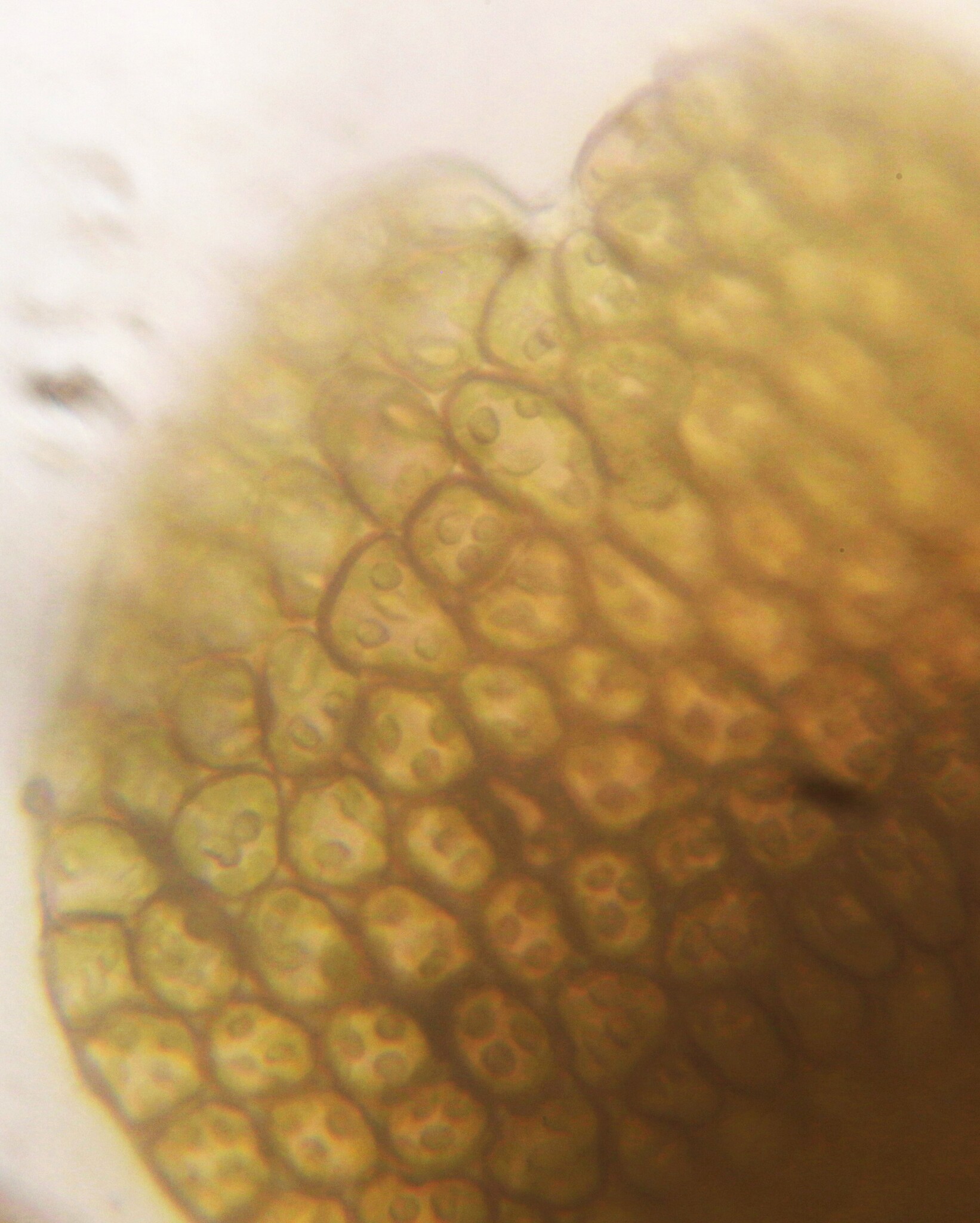 <em>Frullania donnellii</em> in Worcester Co., Maryland (11/7/2025). (c) Birder20714, some rights reserved (CC BY-NC)