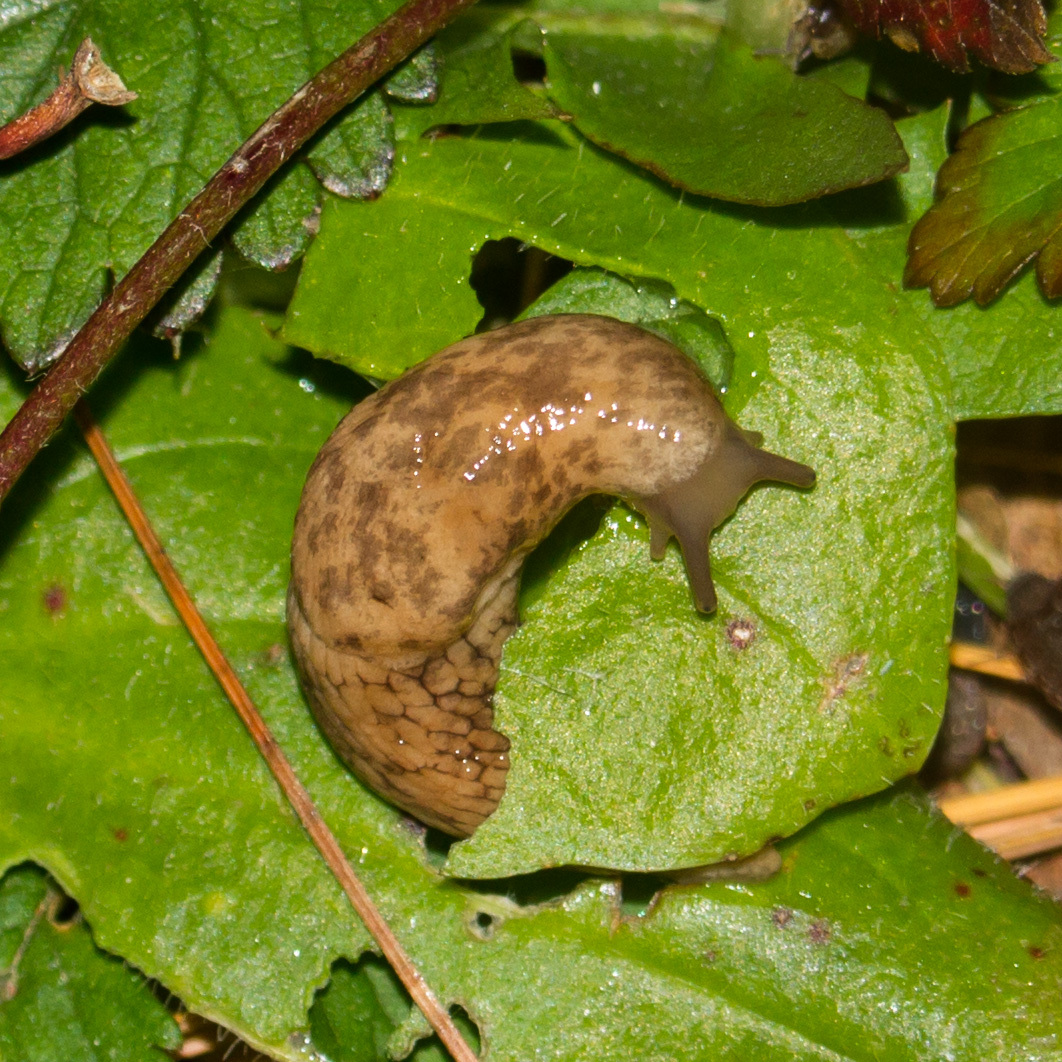 Milky Slug in Montgomery Co., Maryland (Date obscured). (c) Stella Tea, some rights reserved (CC BY-NC)
