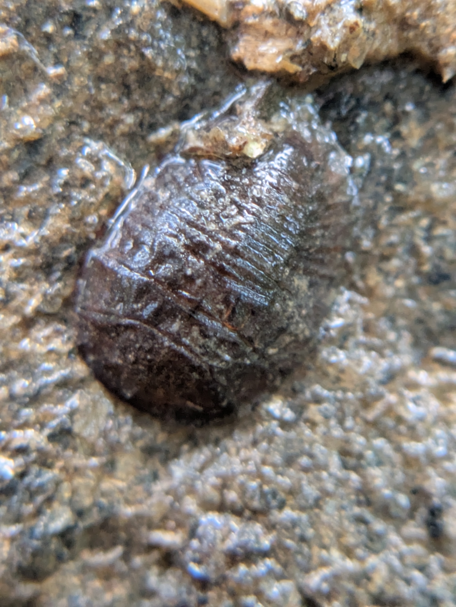 <em>Psephenus herricki</em> in Montgomery Co., Maryland (6/19/2025). (c) epic2112, some rights reserved (CC BY-NC)