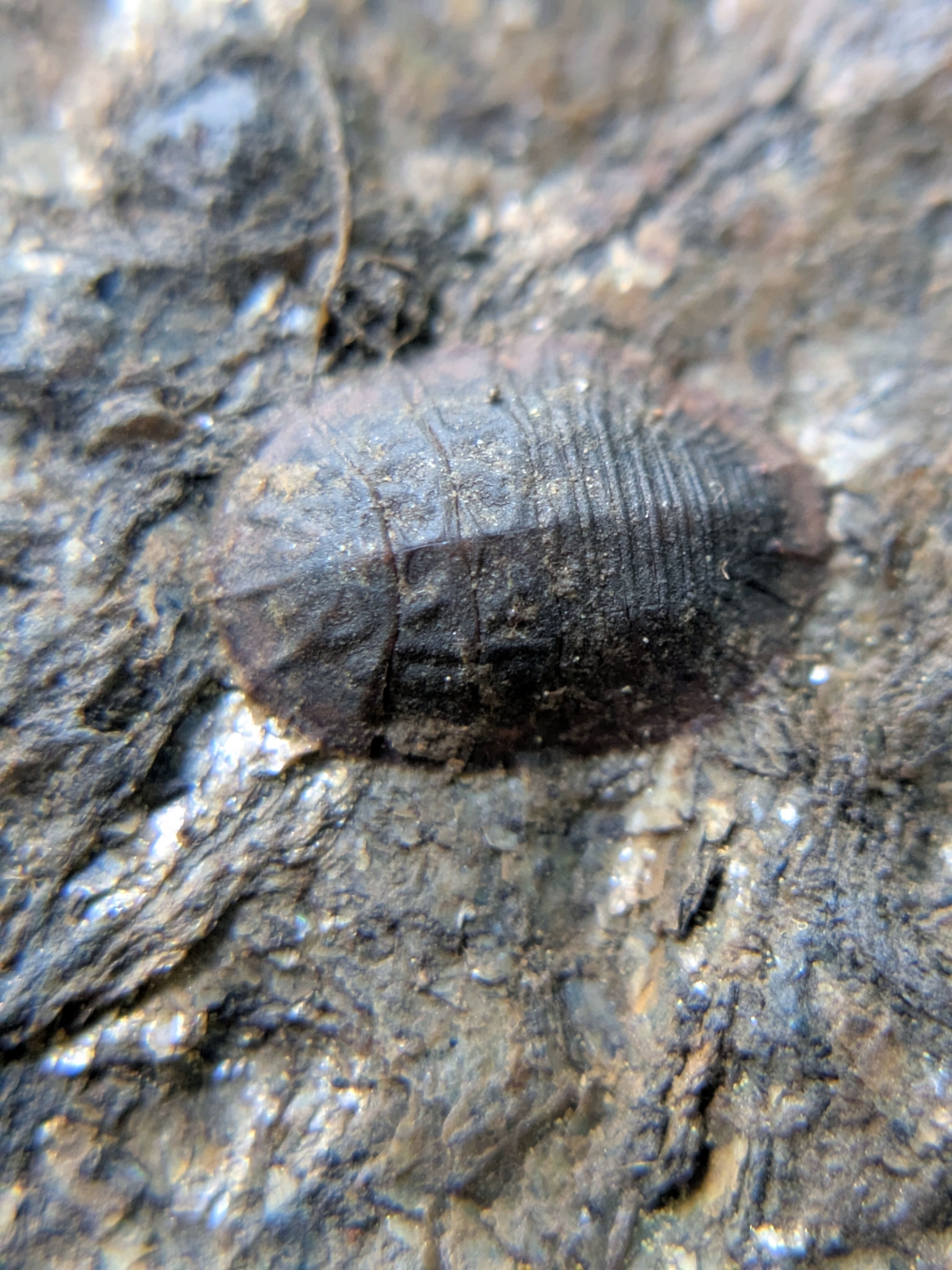 <em>Psephenus herricki</em> in Montgomery Co., Maryland (6/19/2025). (c) epic2112, some rights reserved (CC BY-NC)