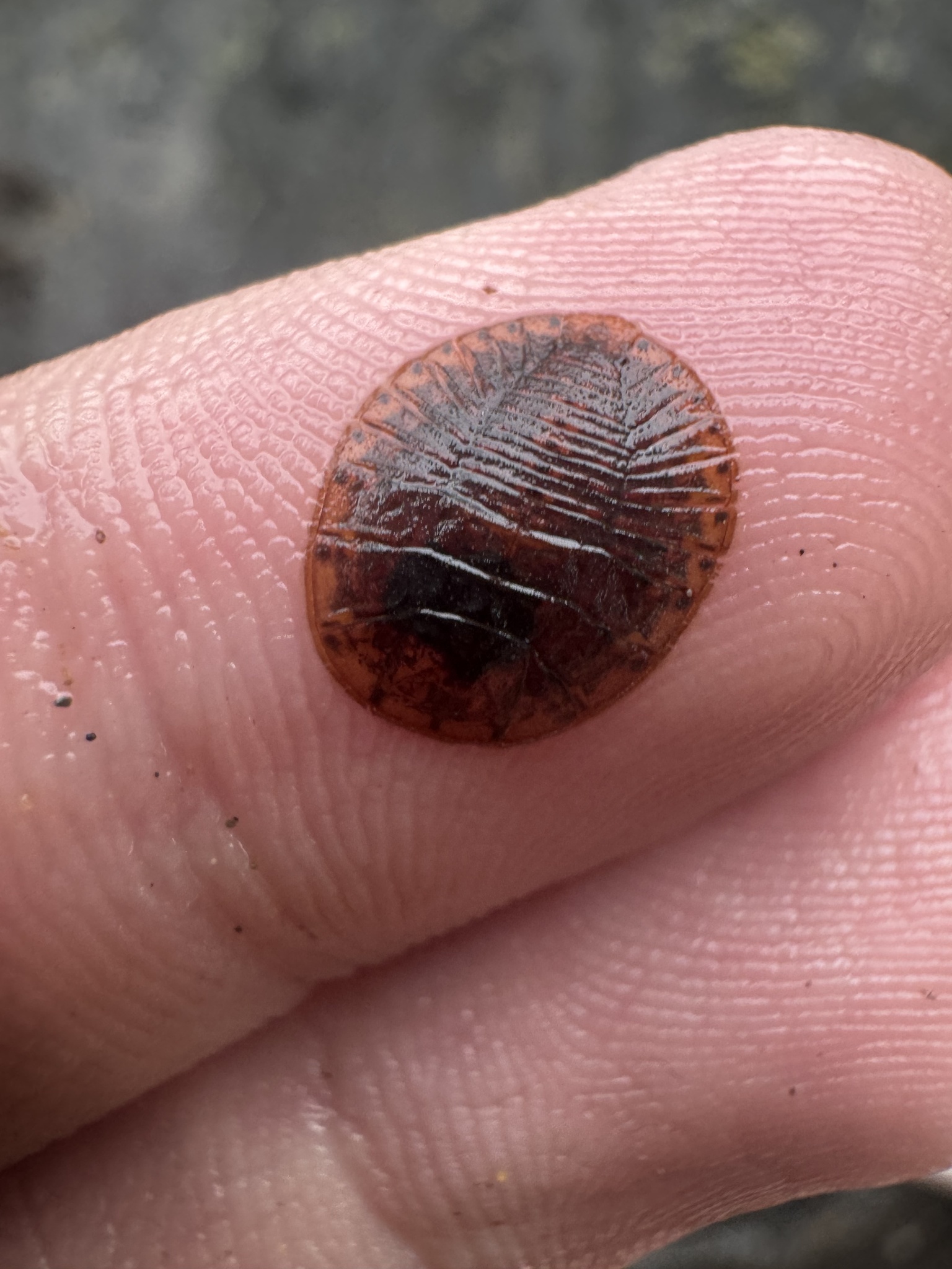 <em>Psephenus herricki</em> in Montgomery Co., Maryland (Date obscured). (c) kary, some rights reserved (CC BY-NC)