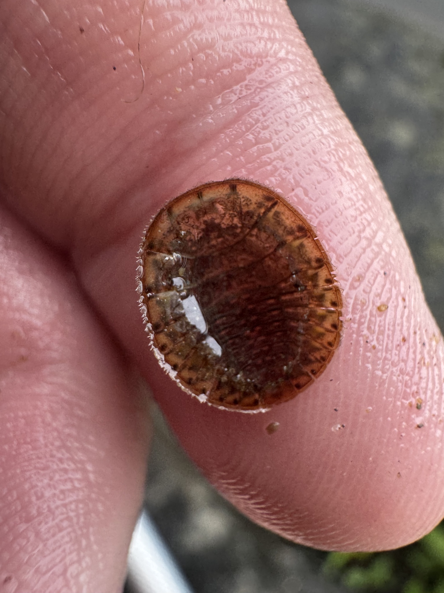 <em>Psephenus herricki</em> in Montgomery Co., Maryland (Date obscured). (c) kary, some rights reserved (CC BY-NC)