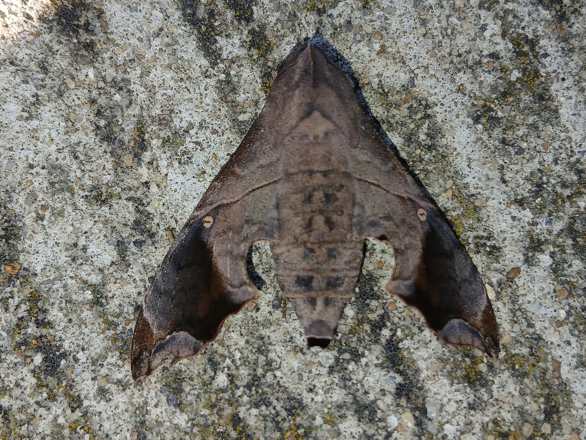 Mournful Sphinx in St. Mary's Co., Maryland (11/29/2025). (c) jtylerbell, some rights reserved (CC BY-NC)