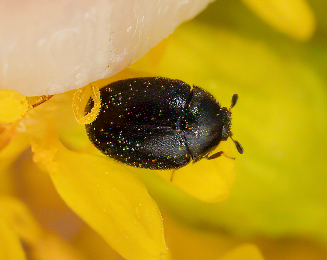 <em>Cryptorhopalum triste</em> in Worcester Co., Maryland (10/5/2023). Determined by V. Belov/BugGuide. (c) Jim Moore (Maryland), some rights reserved (CC BY-NC)