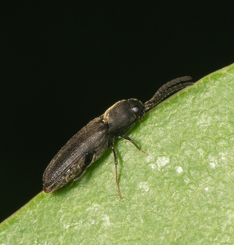 <em>Hylis</em> species in Wicomico Co., Maryland (5/30/2025). (c) Jim Moore (Maryland), some rights reserved (CC BY-NC)