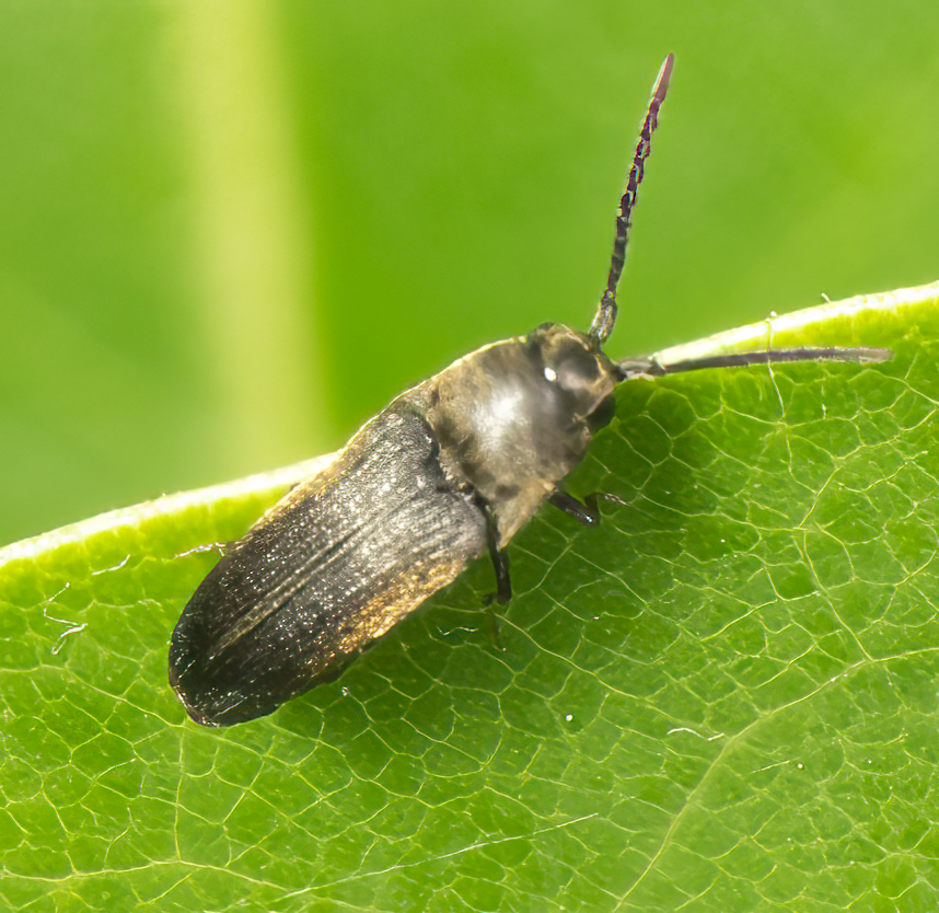 <em>Hylis</em> species in Wicomico Co., Maryland (5/30/2025). (c) Jim Moore (Maryland), some rights reserved (CC BY-NC)