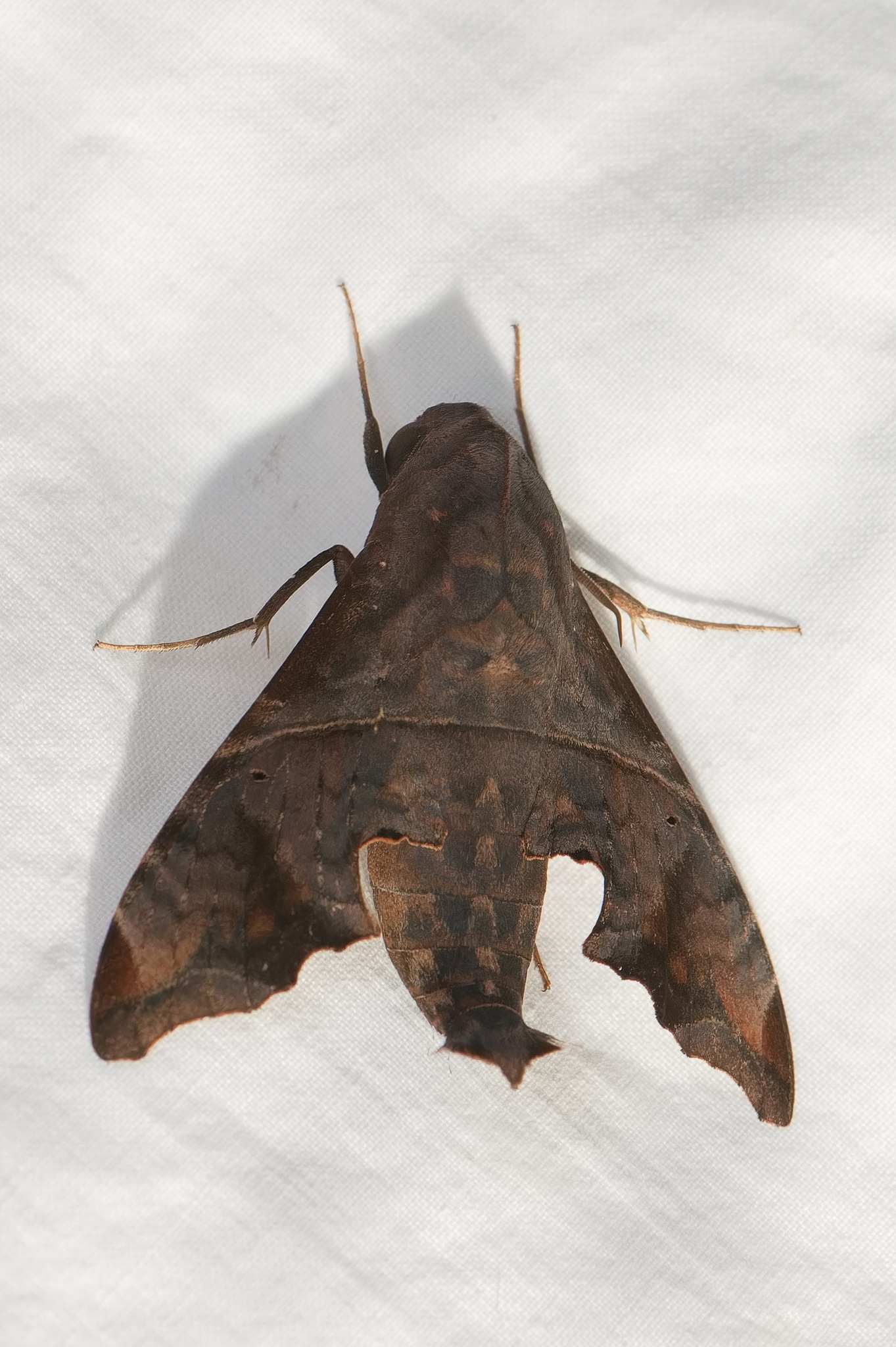 Mournful Sphinx in Prince George's Co., Maryland (8/3/2025). (c) Tony Futcher, some rights reserved (CC BY-NC)