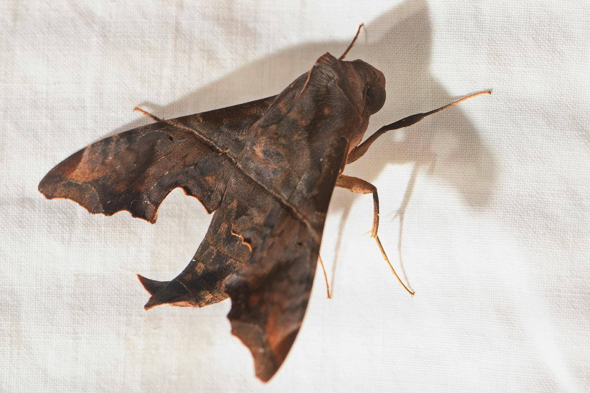 Mournful Sphinx in Prince George's Co., Maryland (8/3/2025). (c) Tony Futcher, some rights reserved (CC BY-NC)