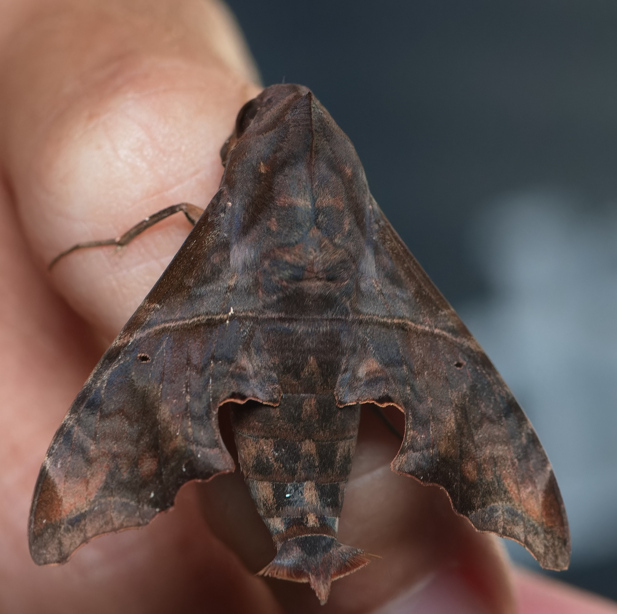 Mournful Sphinx in Prince George's Co., Maryland (8/3/2025). (c) Tony Futcher, some rights reserved (CC BY-NC)