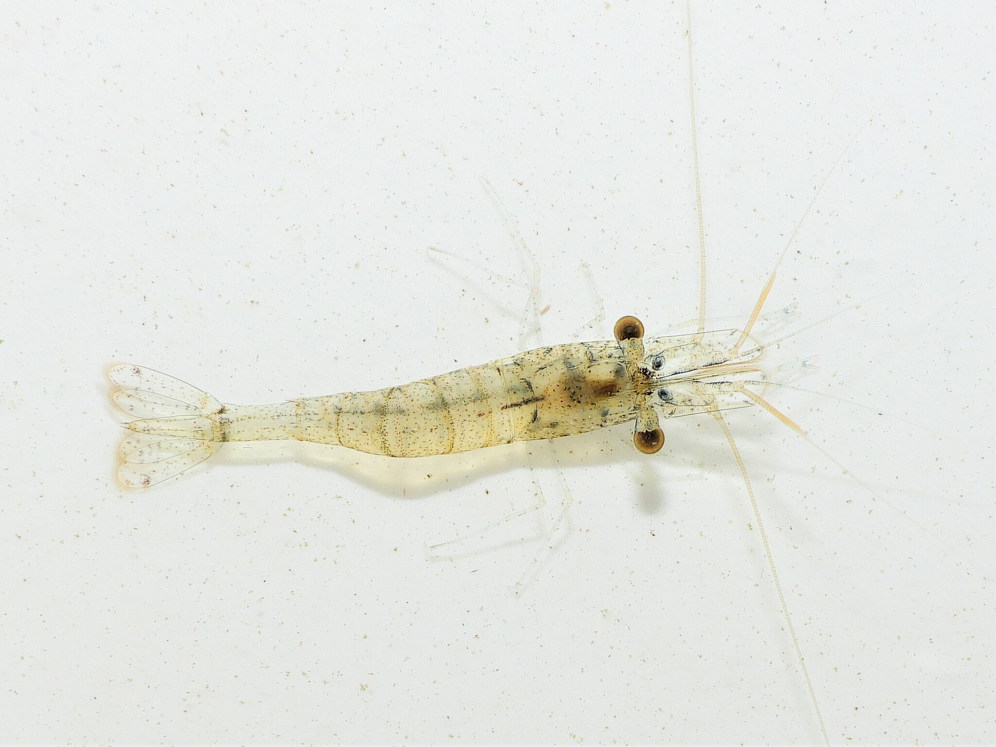 Riverine Grass Shrimp in Queen Anne's Co., Maryland (9/27/2022). (c) Emilio Concari, some rights reserved (CC BY-NC)