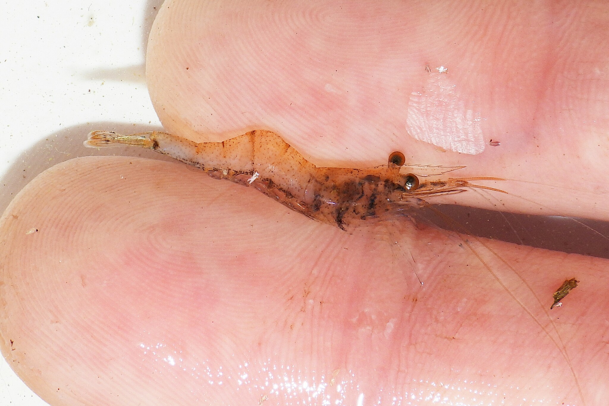 Riverine Grass Shrimp in Queen Anne's Co., Maryland (9/27/2022). (c) Emilio Concari, some rights reserved (CC BY-NC)