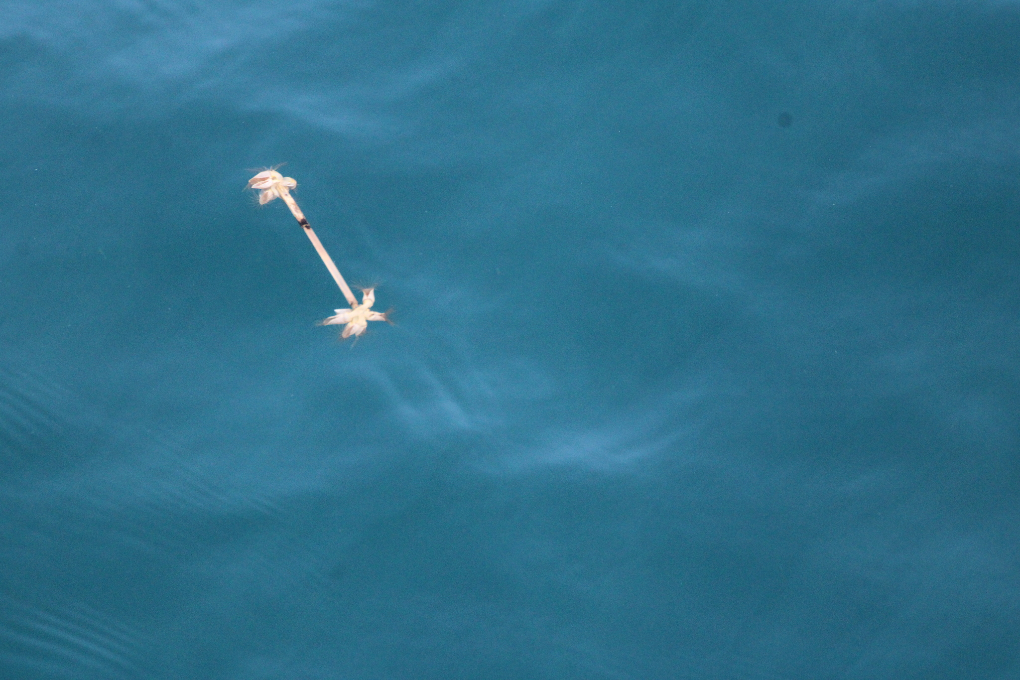 Buoy Barnacle in Worcester Co., Maryland (6/21/2025). (c) bev435, some rights reserved (CC BY-NC)