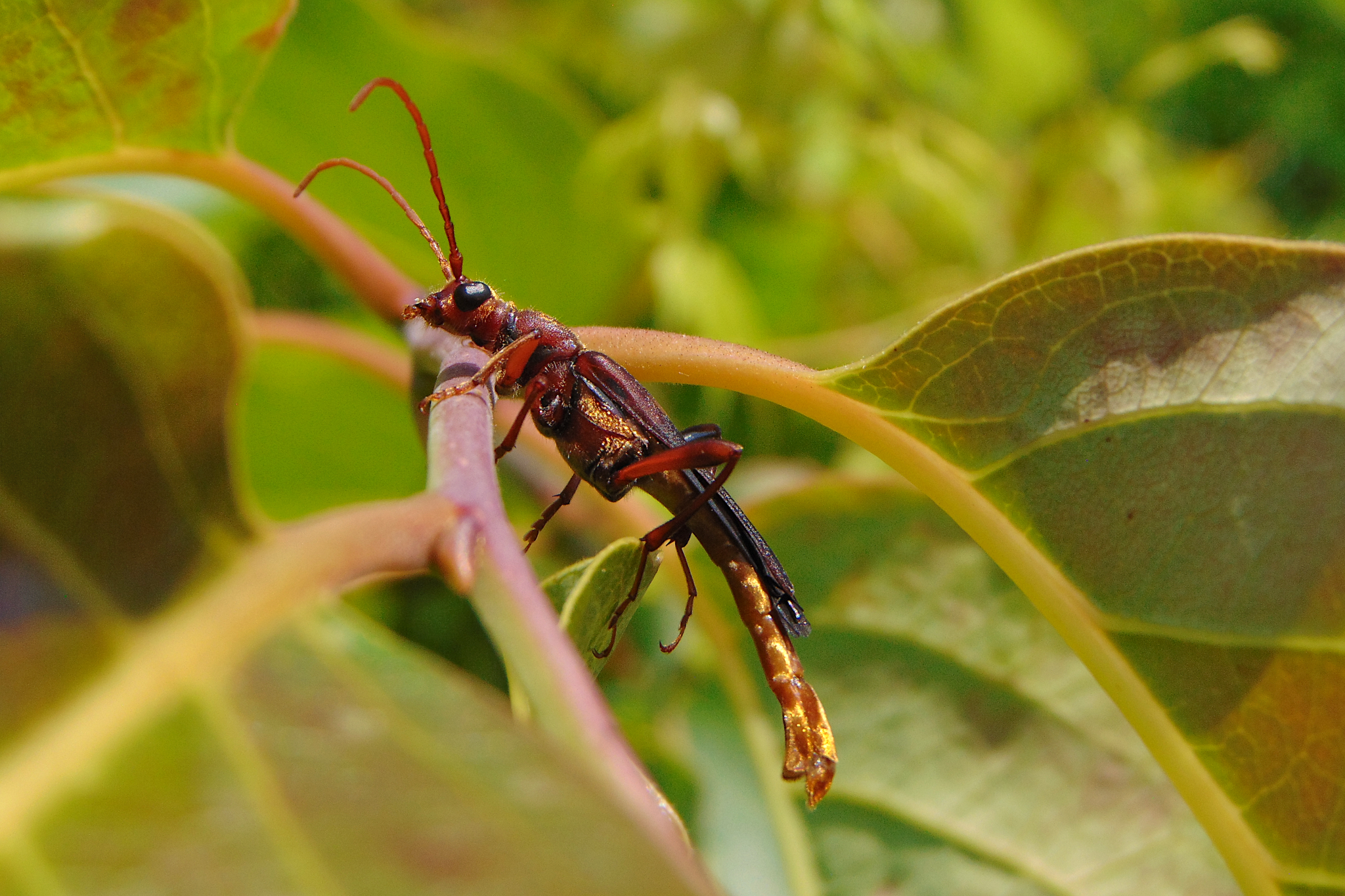 <em>Bellamira scalaris</em> in Anne Arundel Co., Maryland (6/4/2025). (c) mcnod, some rights reserved (CC BY-NC)
