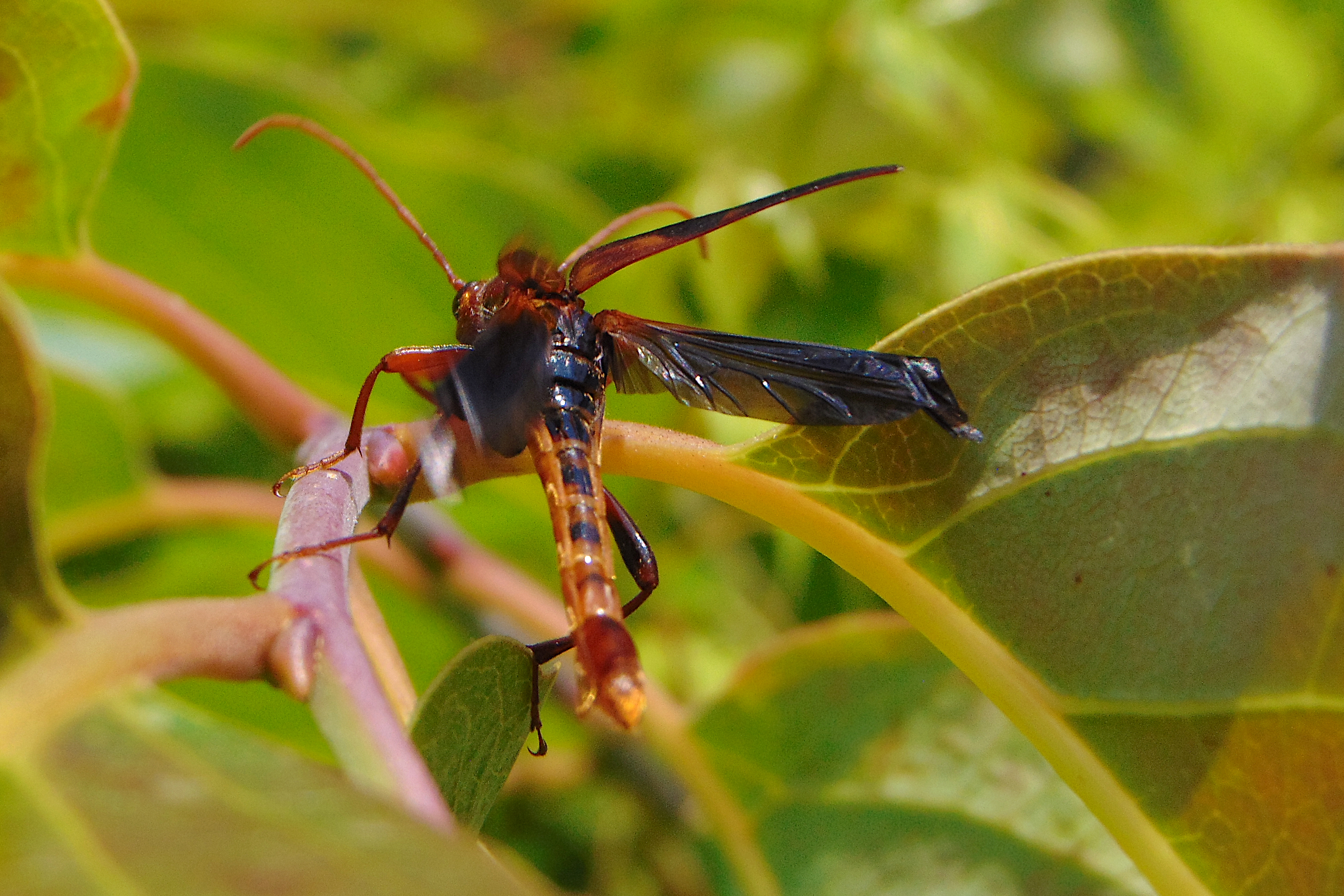 <em>Bellamira scalaris</em> in Anne Arundel Co., Maryland (6/4/2025). (c) mcnod, some rights reserved (CC BY-NC)