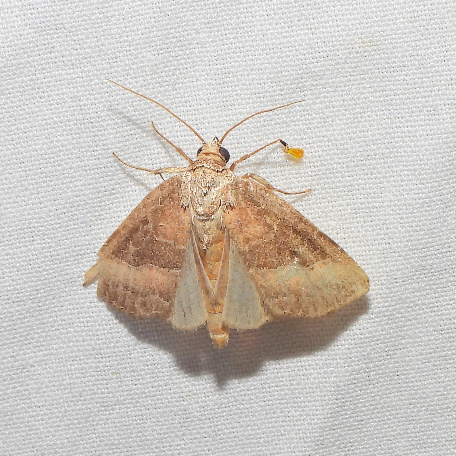 Common Pinkband Moth in Frederick Co., Maryland (7/2/2021). (c) Emilio Concari, some rights reserved (CC BY-NC)