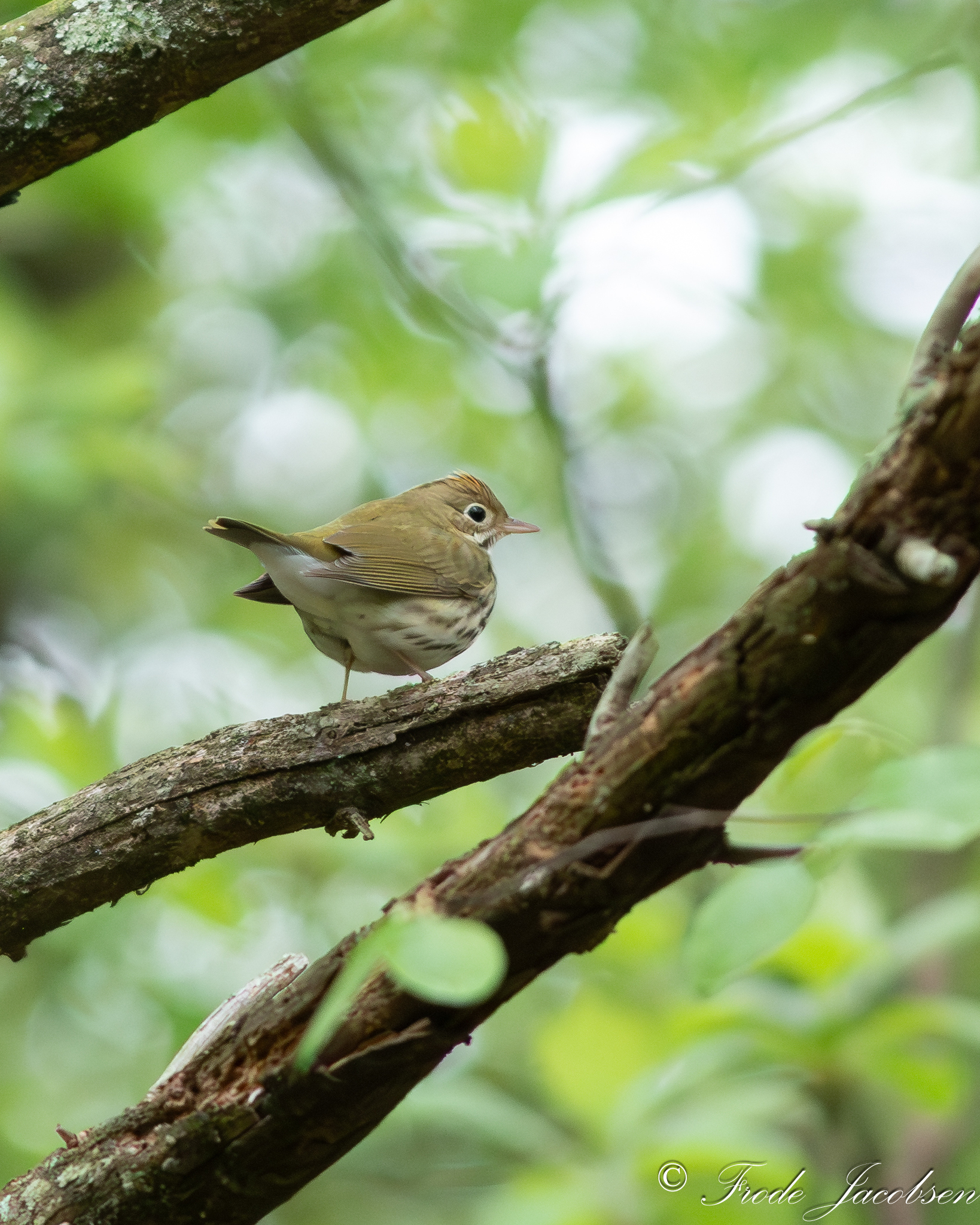 Ovenbird in Anne Arundel Co., Maryland (5/5/2016). (c) Frode Jacobsen, some rights reserved (CC BY-NC)