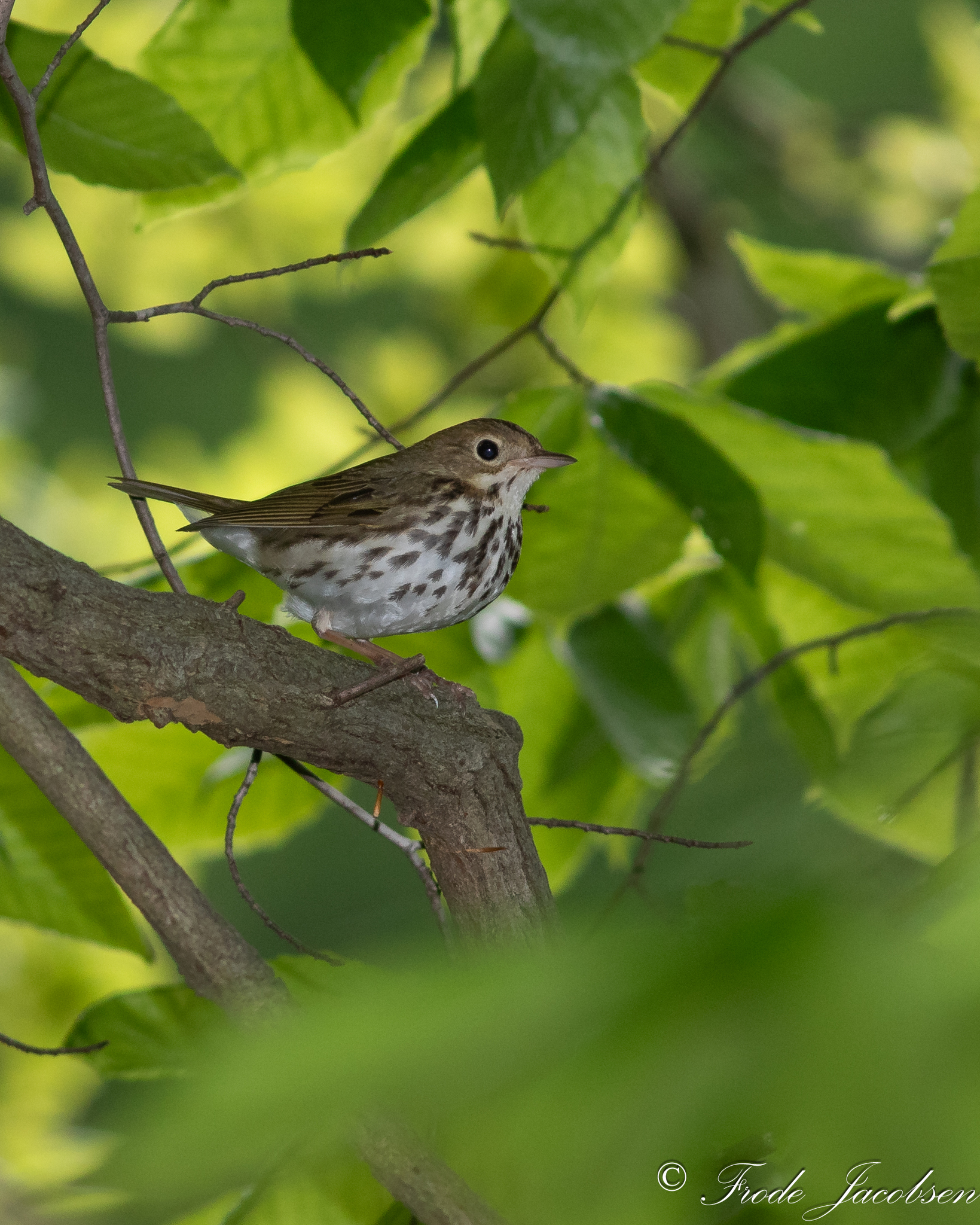 Ovenbird in Anne Arundel Co., Maryland (5/19/2016). (c) Frode Jacobsen, some rights reserved (CC BY-NC)