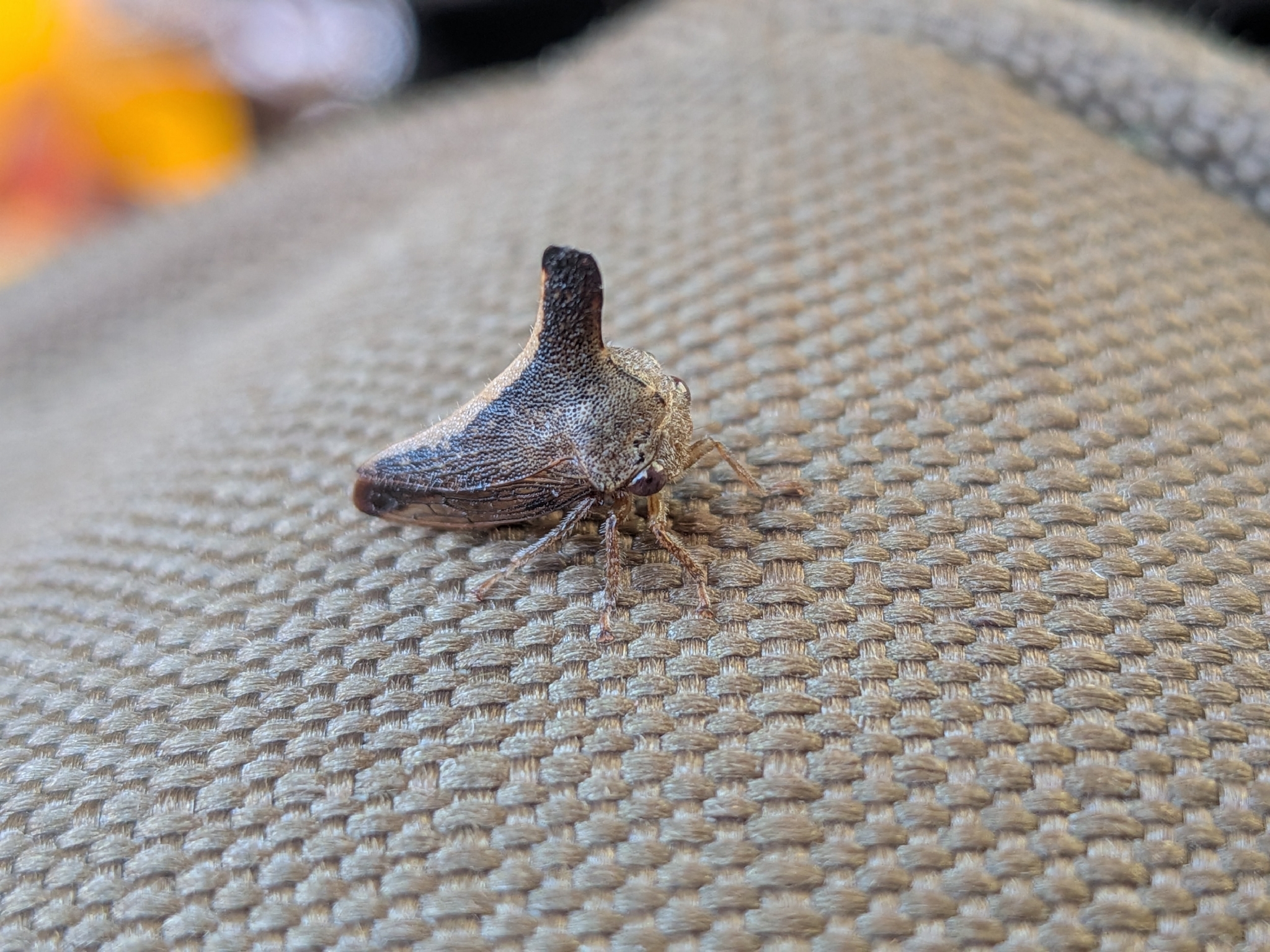 <em>Glossonotus turriculatus</em> in Allegany Co., Maryland (11/4/2025). (c) joshtabora, some rights reserved (CC BY-NC)