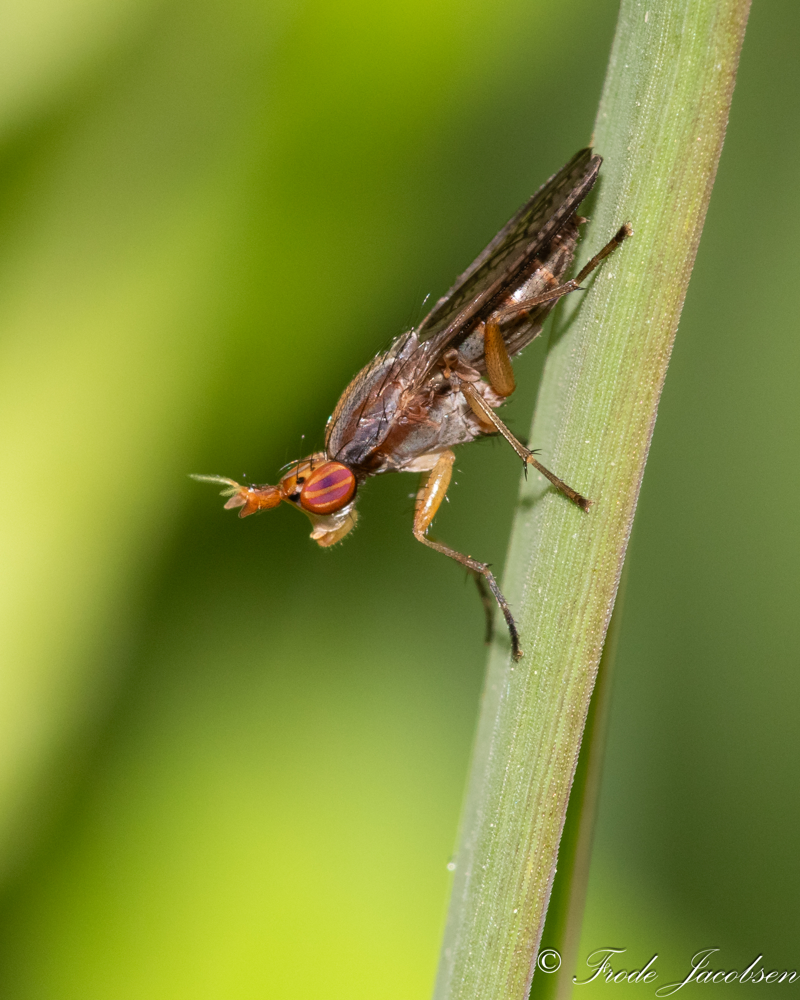 <em>Limnia</em> species in Washington Co., Maryland (6/8/2019). (c) Frode Jacobsen, some rights reserved (CC BY-NC)