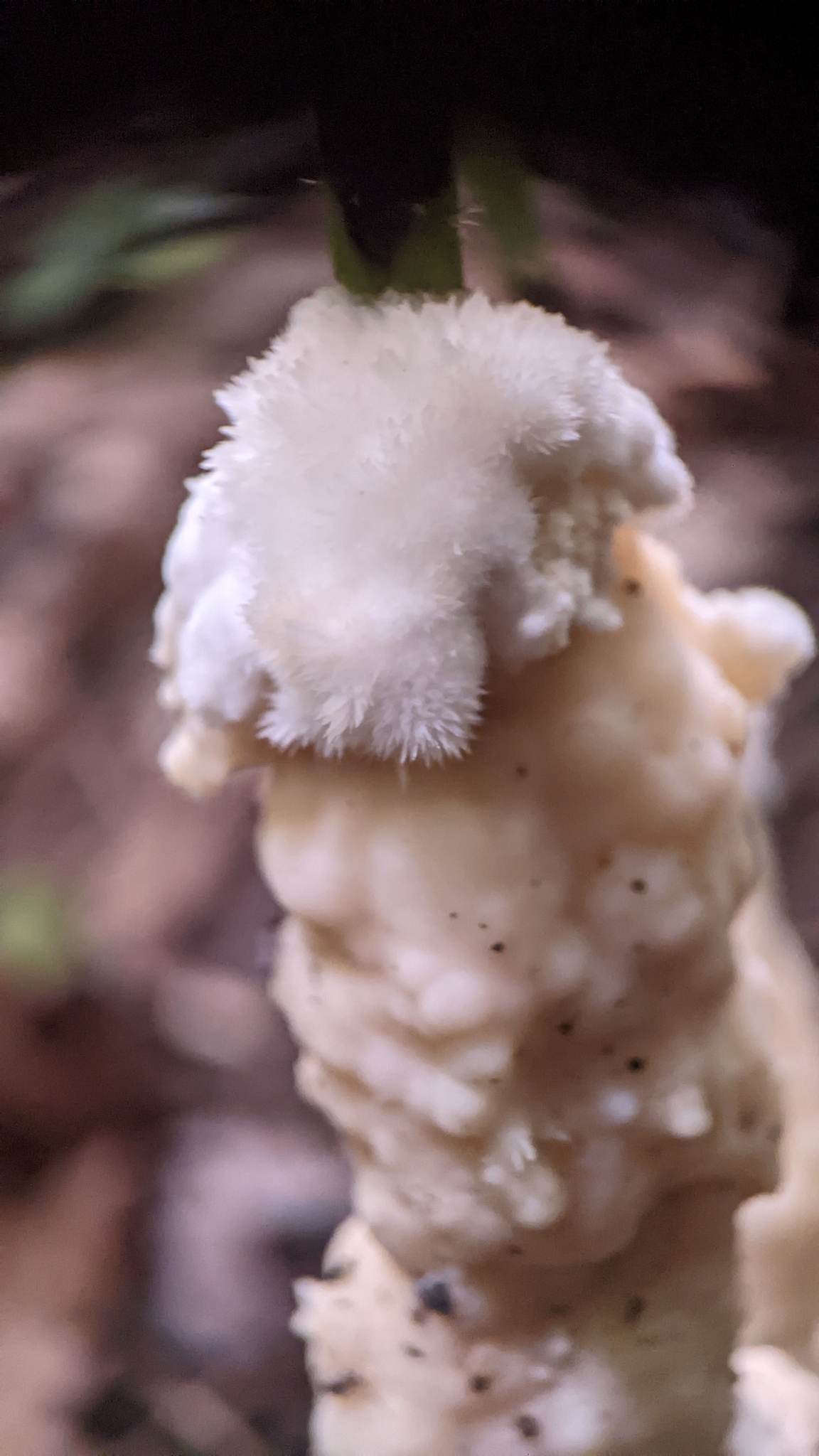 Enveloping Crust in Garrett Co., Maryland (8/15/2022). (c) Matt Cohen and Elizabeth Hargrave, some rights reserved (CC BY-NC)