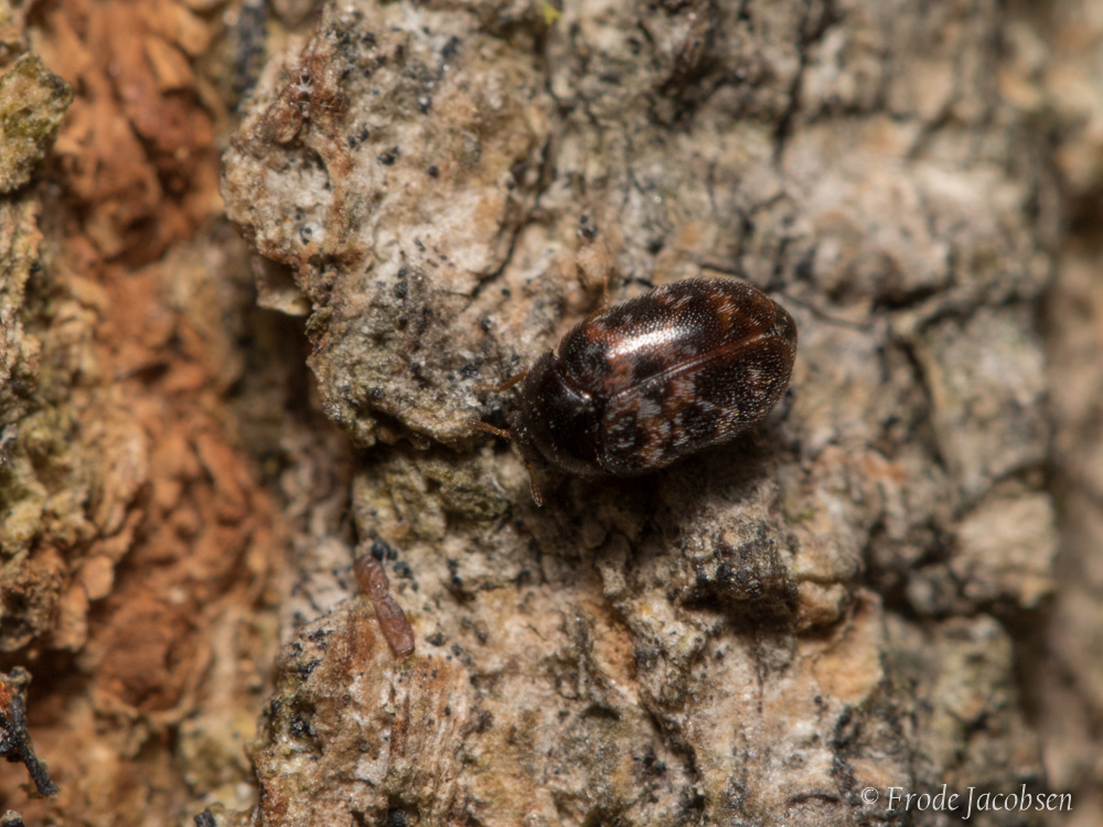 Larger Cabinet Beetle in Baltimore Co., Maryland (8/23/2021). (c) Frode Jacobsen, some rights reserved (CC BY-NC)