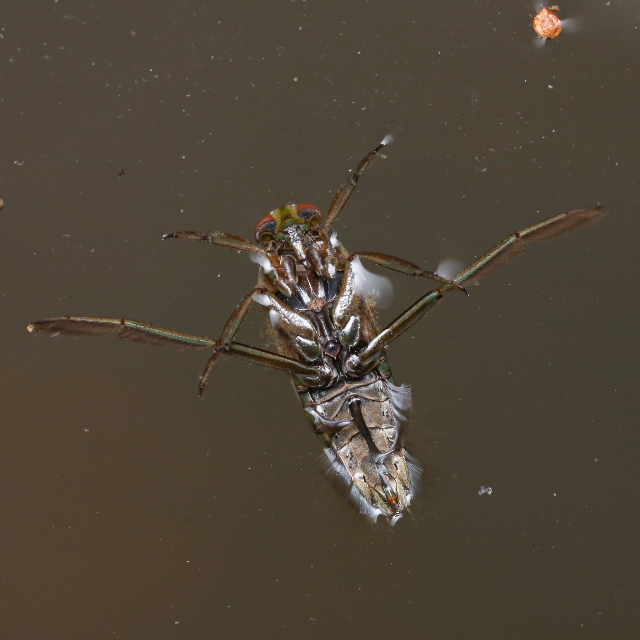 <em>Notonecta</em> species in Prince George's Co., Maryland (1/7/2026). (c) Adrienne van den Beemt, some rights reserved (<a rel='license' href='http://creativecommons.org/licenses/by/4.0/'>CC BY</a>)